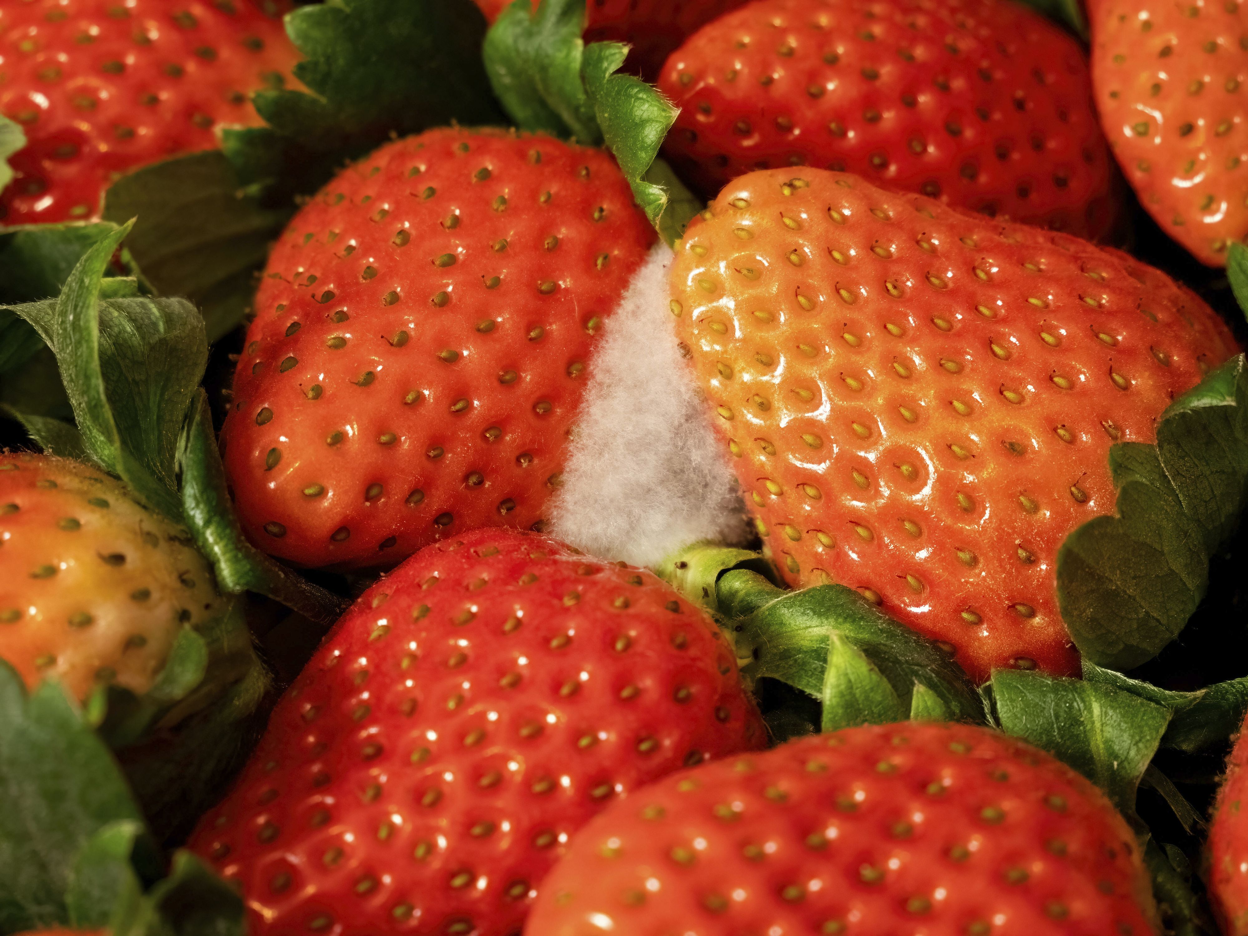 Ist der Befall gering, besteht für die anderen Erdbeeren Hoffnung.