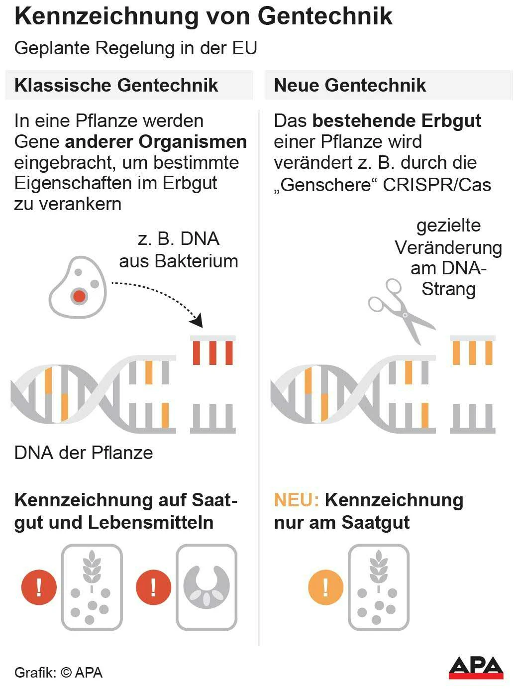 Gegenüberstellung klassische Gentechnik und neue Gentechnik mit Genschere CRISPR/Cas