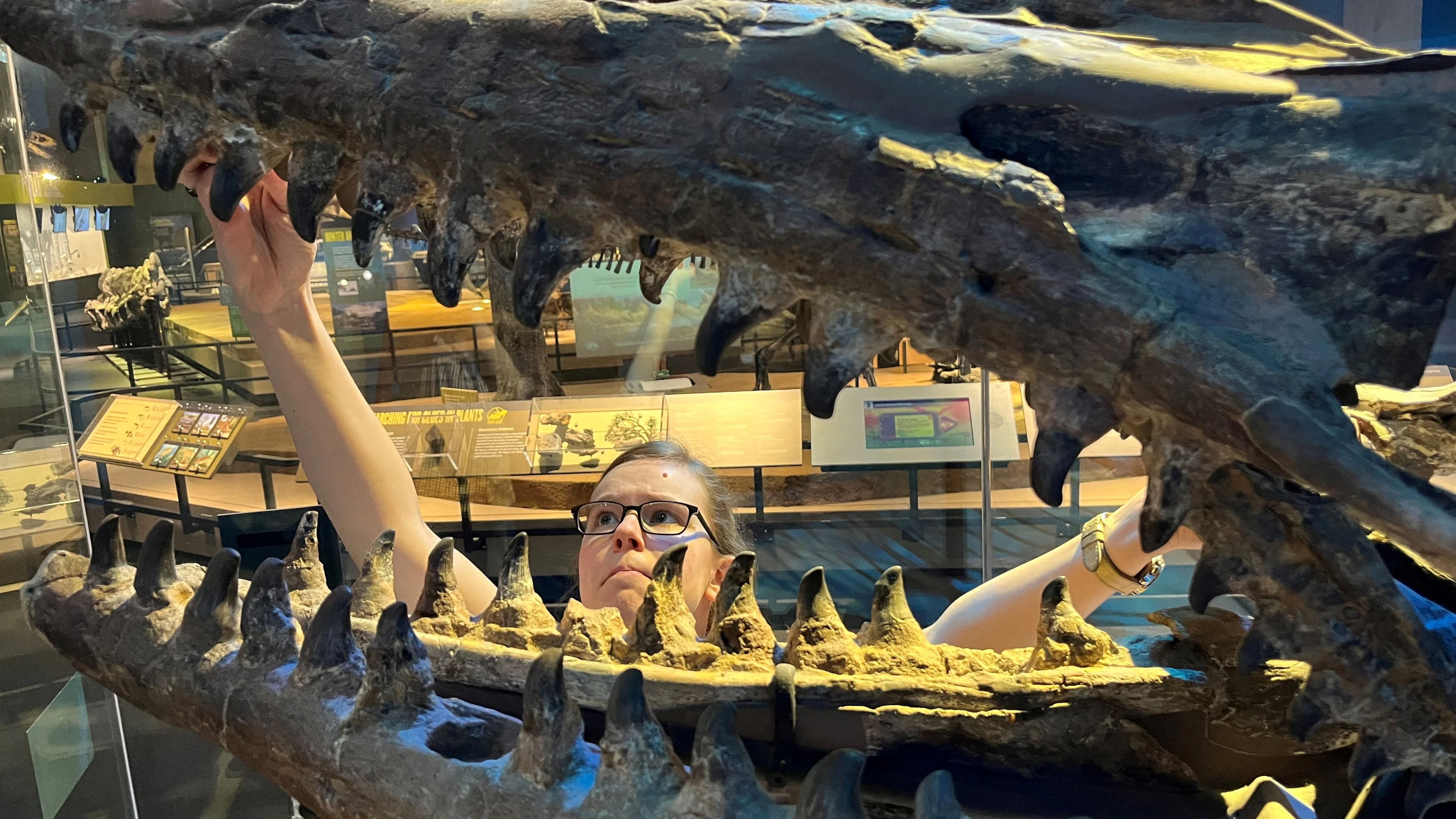 Vergleiche mit Fossil im Museum der Havard Universität