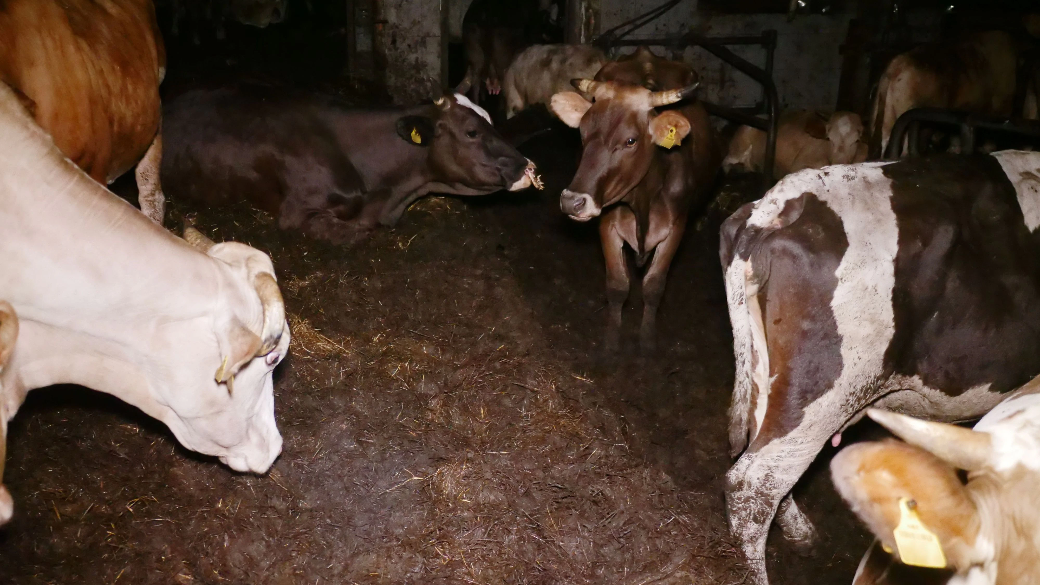 Der Hof solle sogar für seinen "fürsorglichen Umgang" gelobt worden sein. Die Tiere stehen bis zu den Ellbogen und Knien im Dreck!