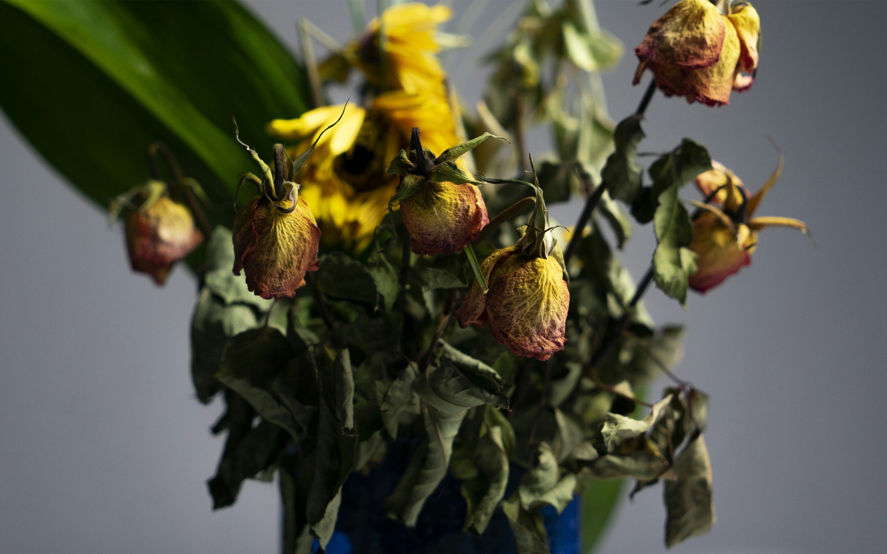 Schnittblumen leiden im Sommer besonders unter den hohen Temperaturen.