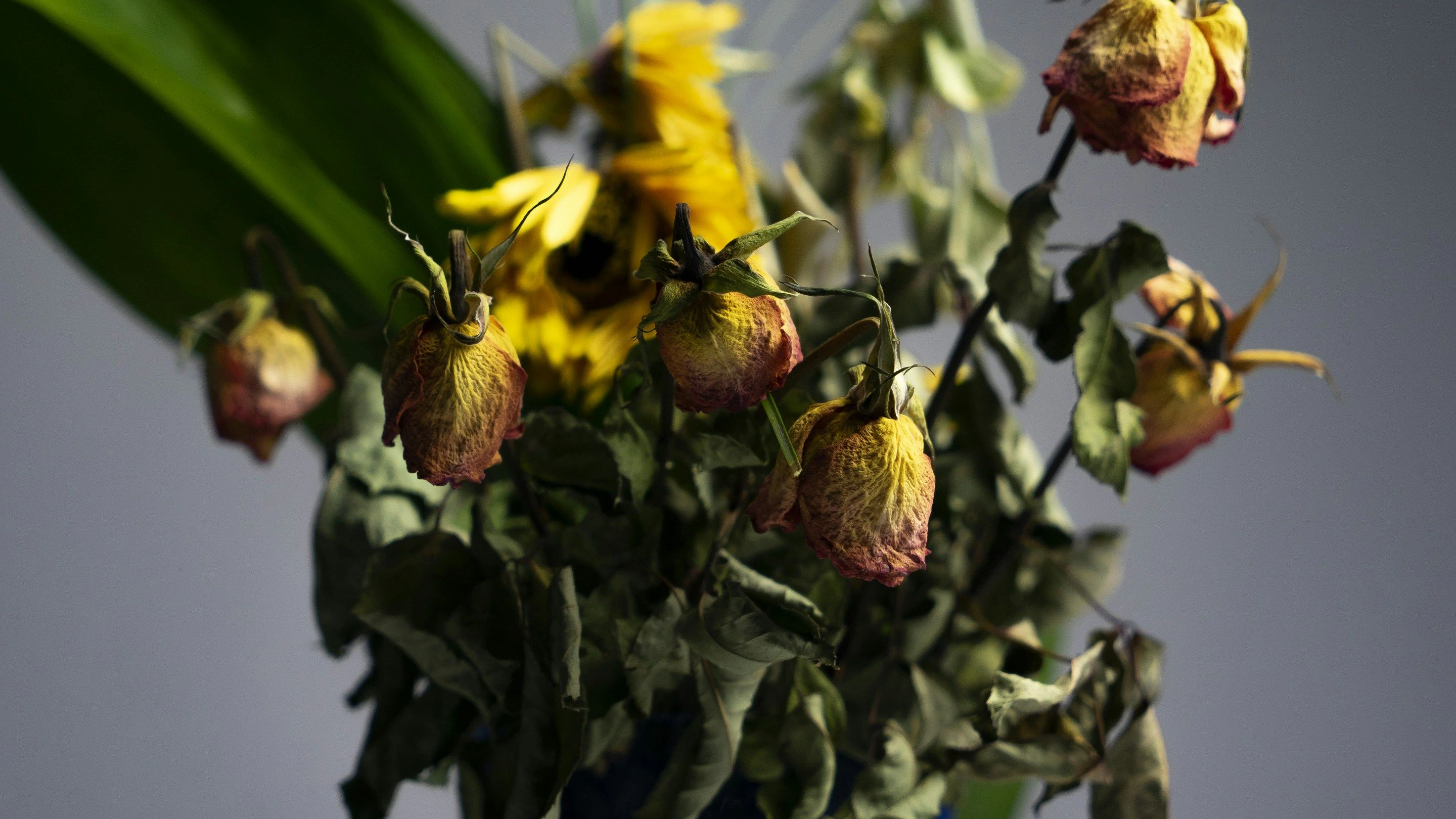 Heute.at - Diese 7 Fehler ruinieren deinen Blumenstrauß