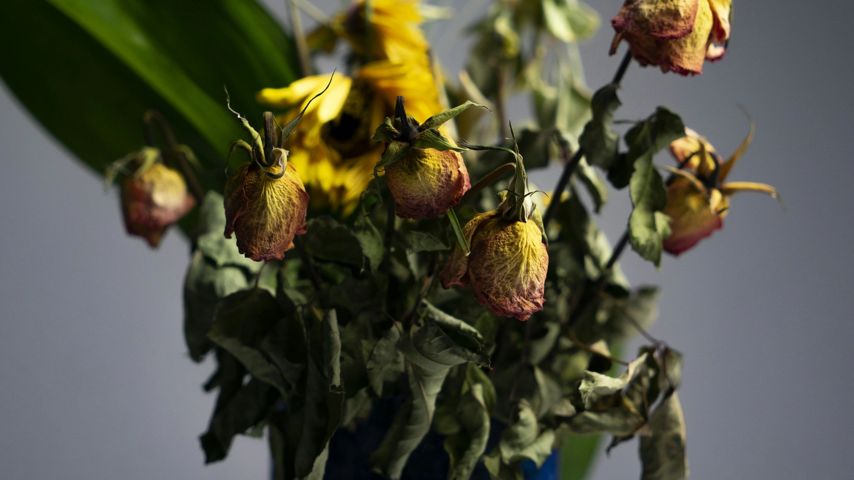 Schnittblumen leiden im Sommer besonders unter den heißen Temperaturen. 