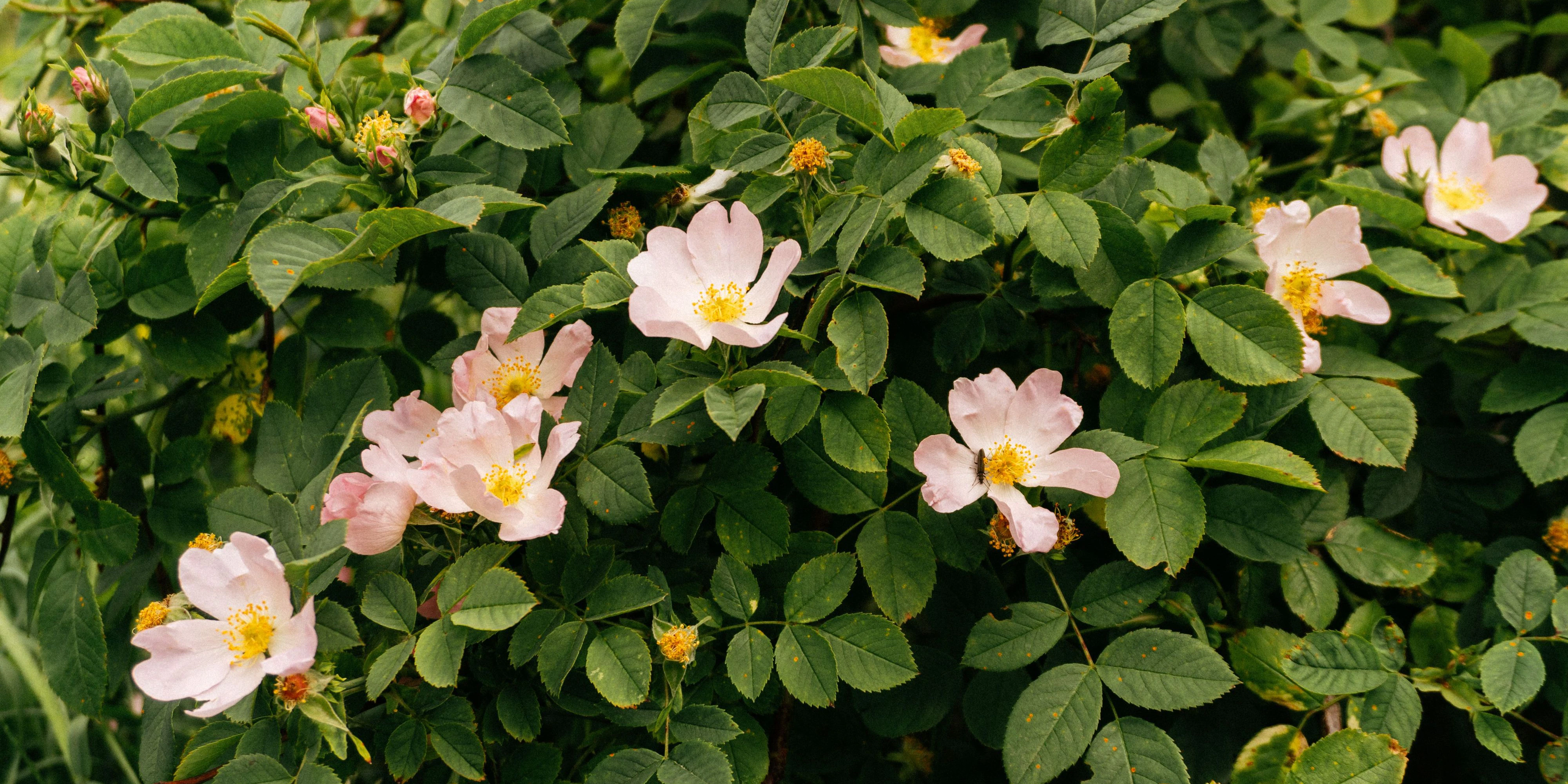 Die Hundsrose ist die häufigste wild wachsende Rosenart Europas und kommt an Waldrändern, Hecken und Böschungen vor.