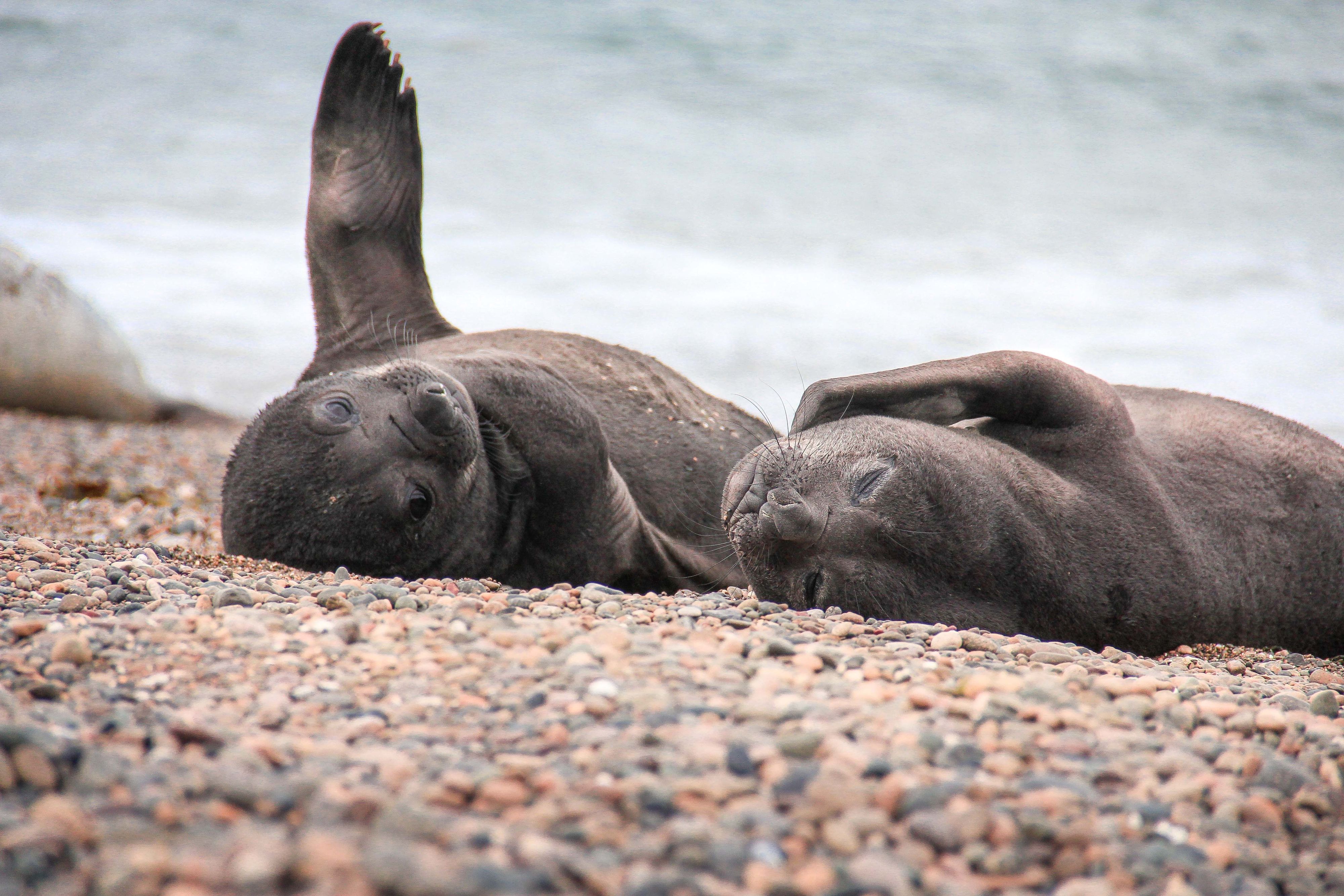Heute.at - Unbewohnte Insel! Virus tötet 13.000 Tierkinder
