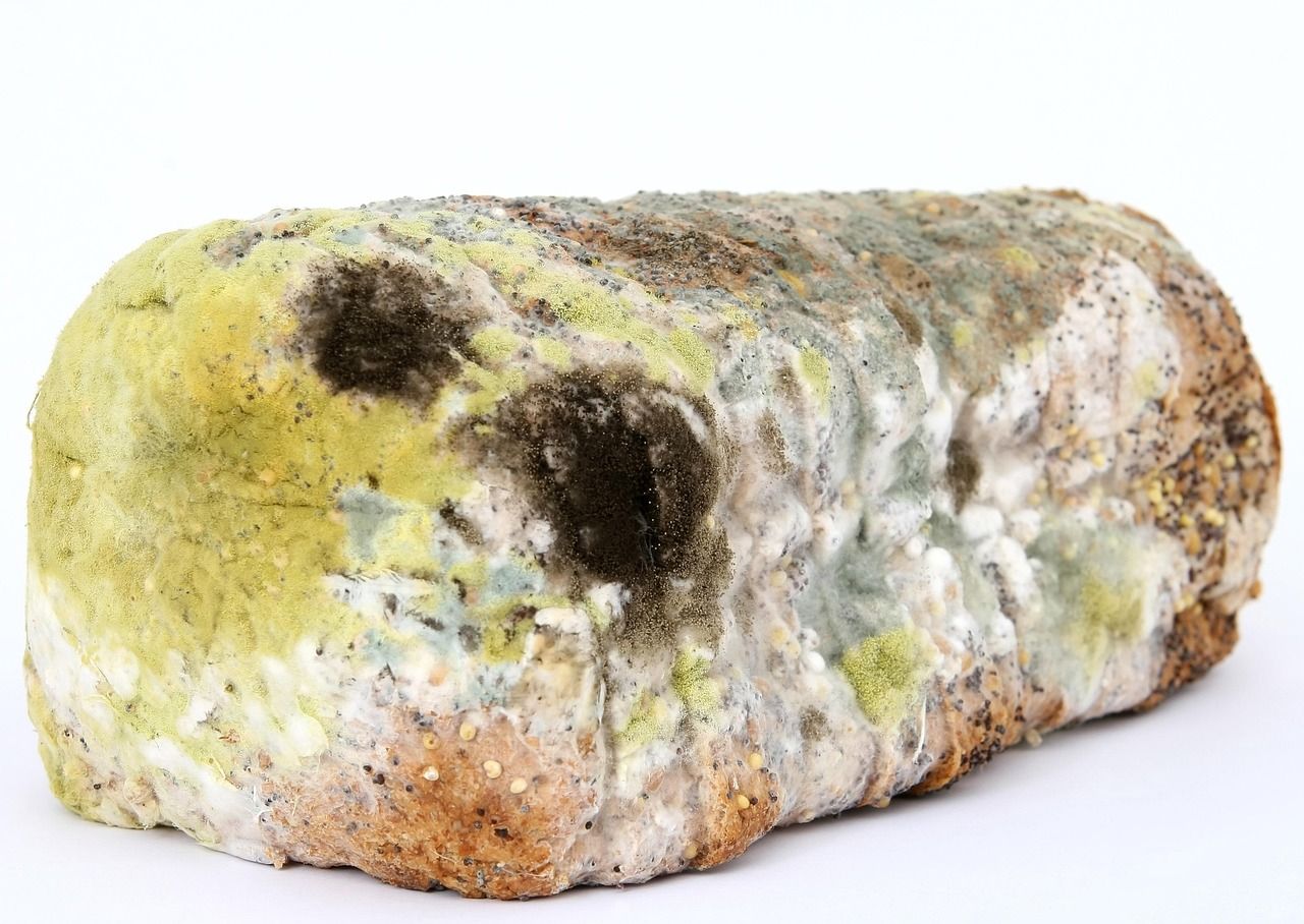Verschimmeltes Brot