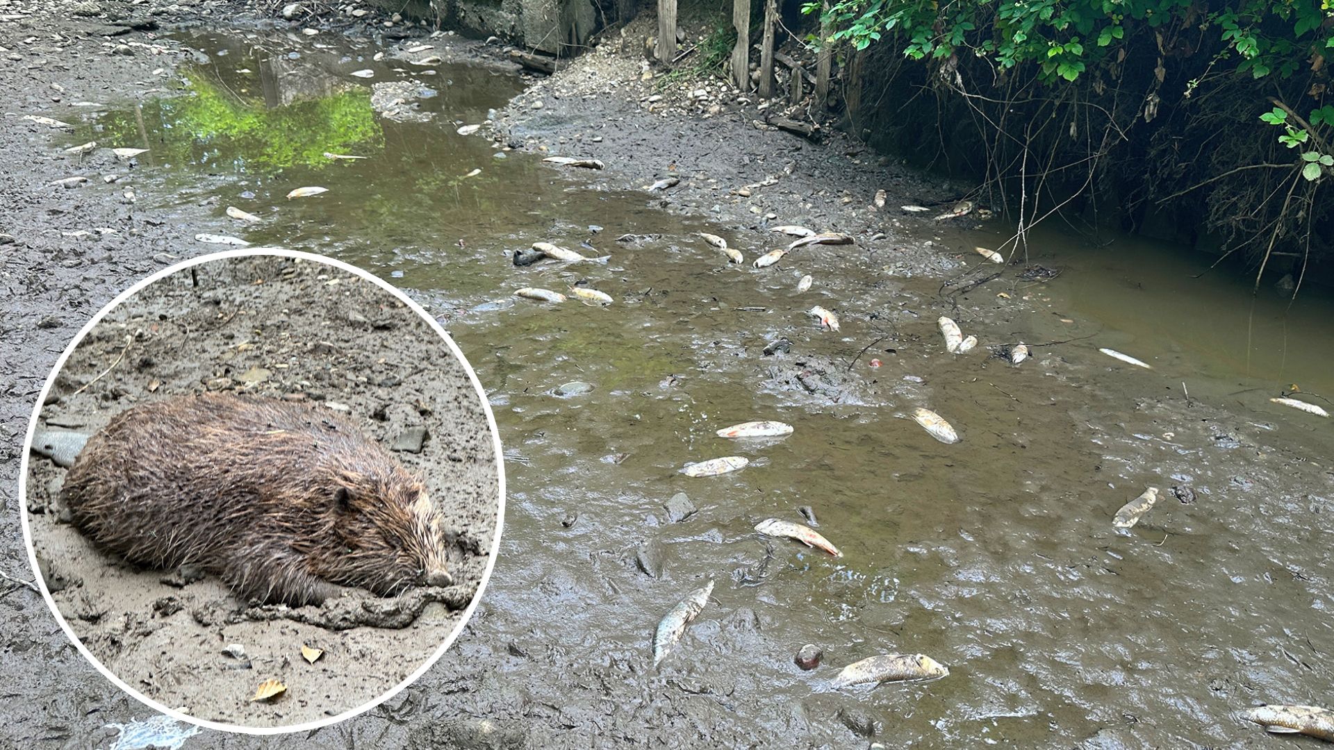 Schlimm: Zahlreiche Fische und auch ein Biber fielen im Innviertel der Dürre zum Opfer.