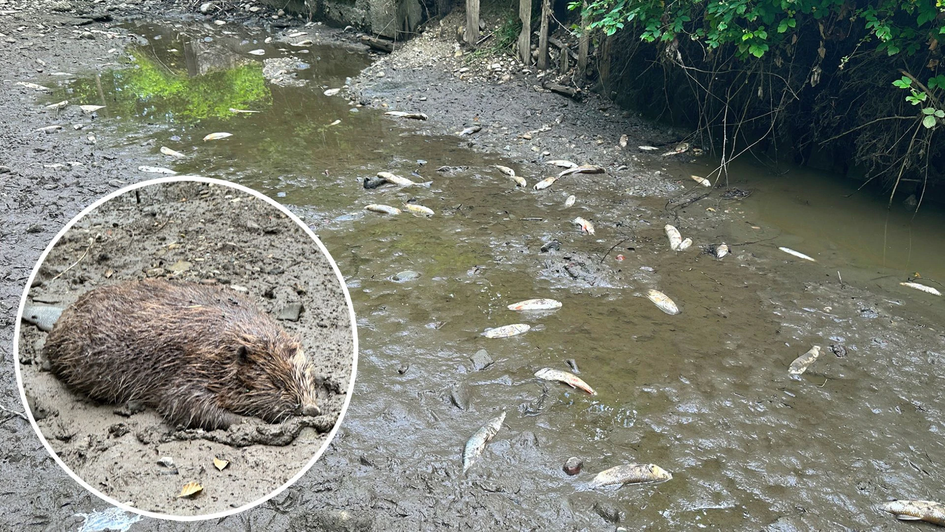 Schlimm: Zahlreiche Fische und auch ein Biber fielen im Innviertel der Dürre zum Opfer.