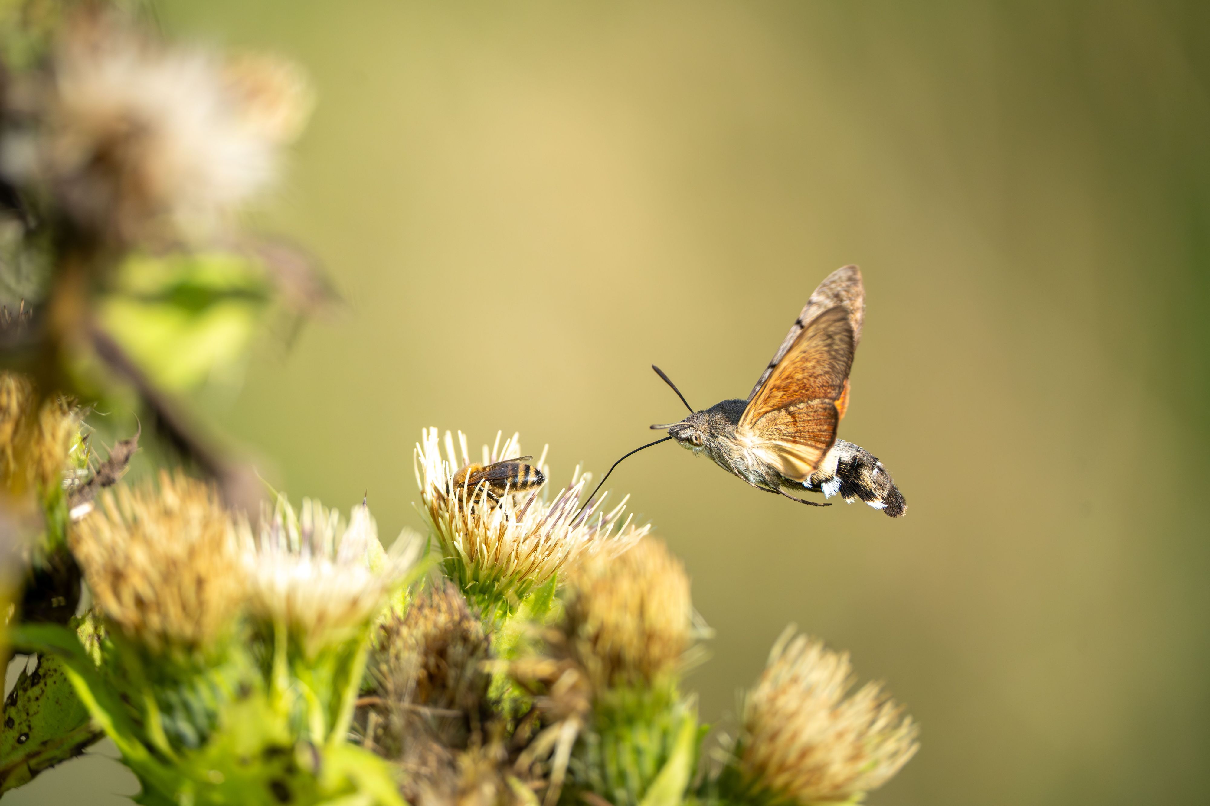 Heute.at - Ein Kolibri? Nein, nur das Taubenschwänzchen