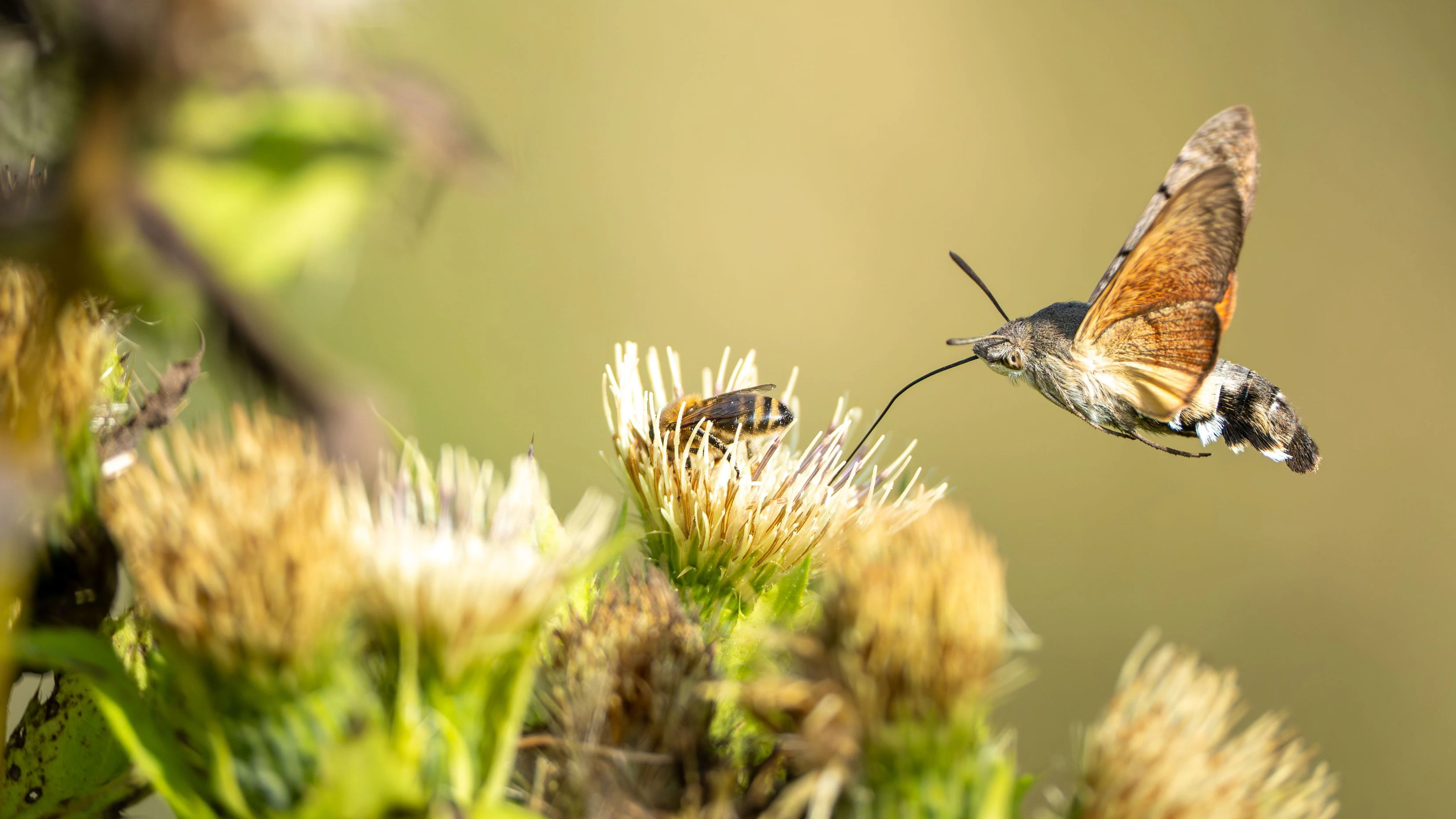 Das "Taubenschwänzchen" wird manchmal für einen Kolibri gehalten. 