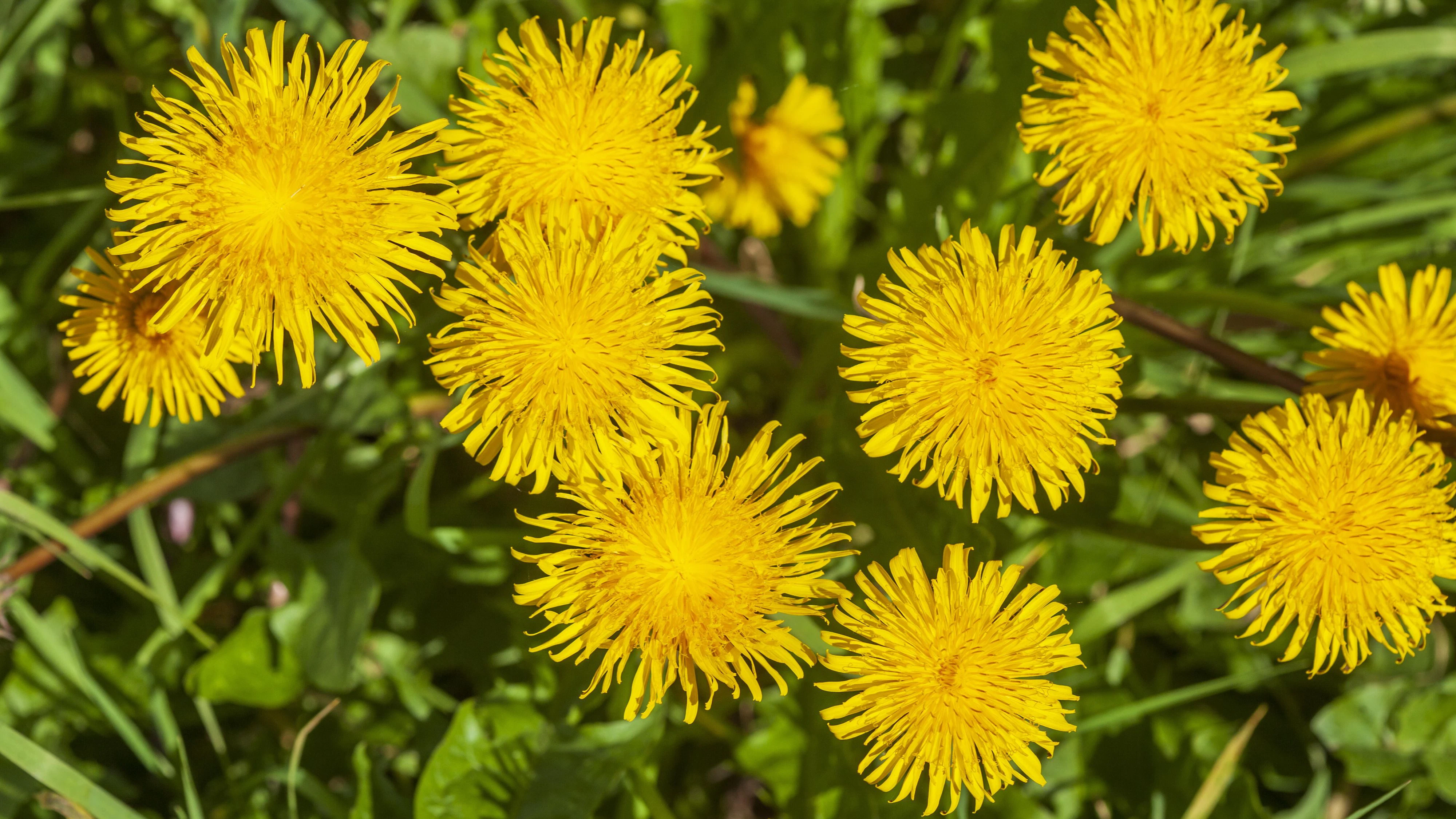 Blumenwiese mit gelben blühenden Löwenzahnblumen, Deutschland