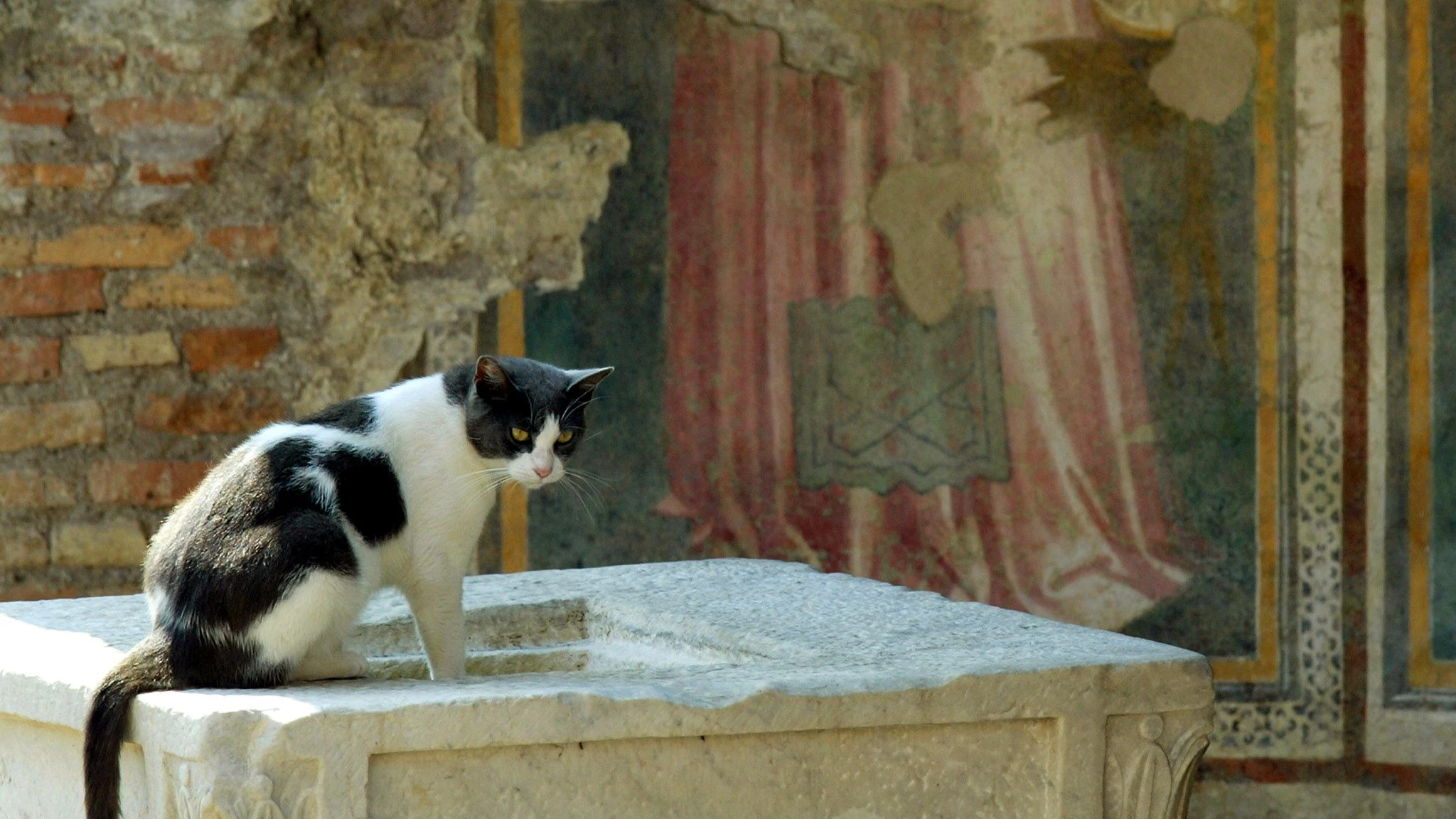 Katzenpilz breitet sich aus