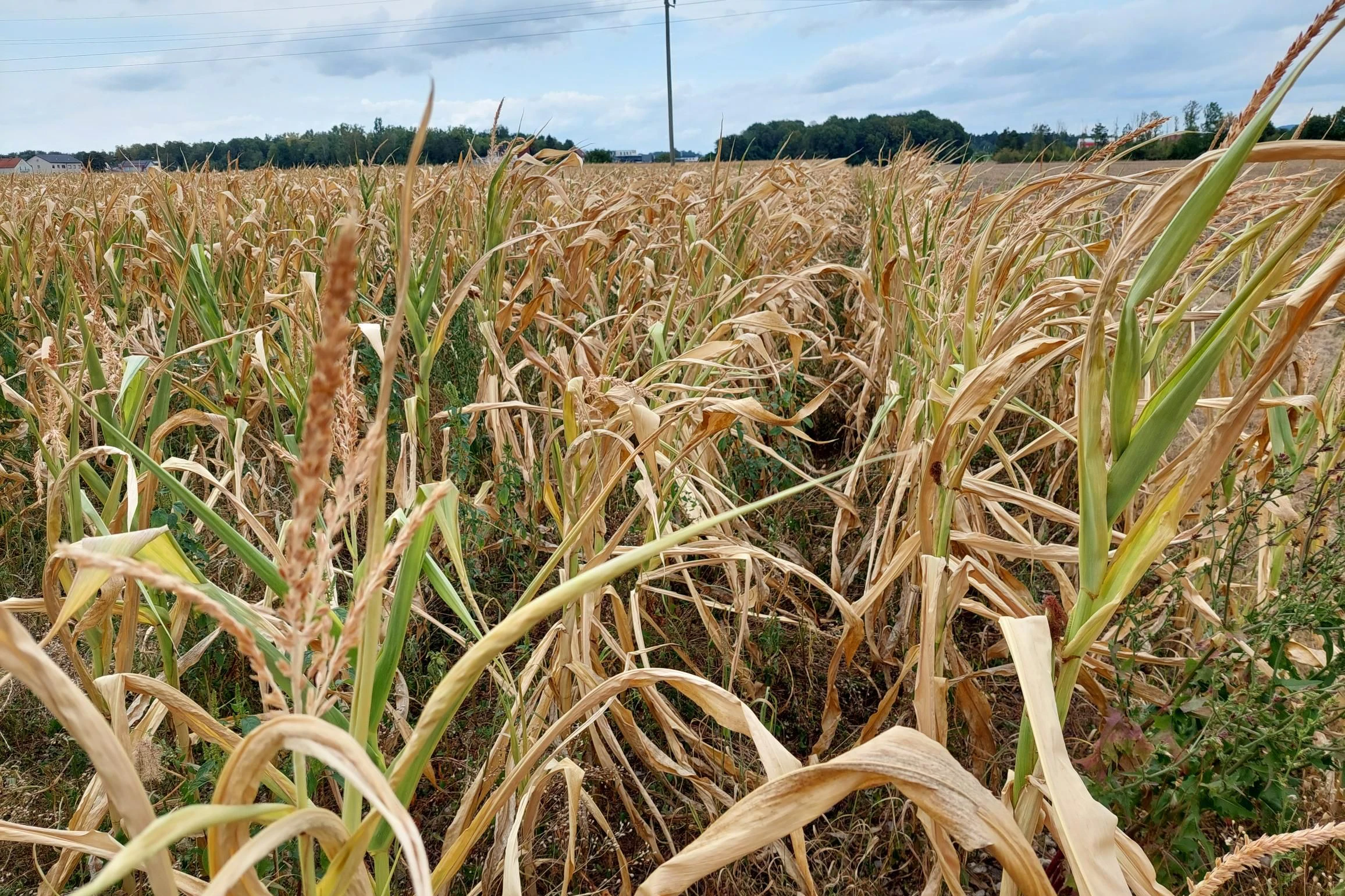Dürreperioden sorgen auch in der heimischen Landwirtschaft immer wieder für Millionenschäden