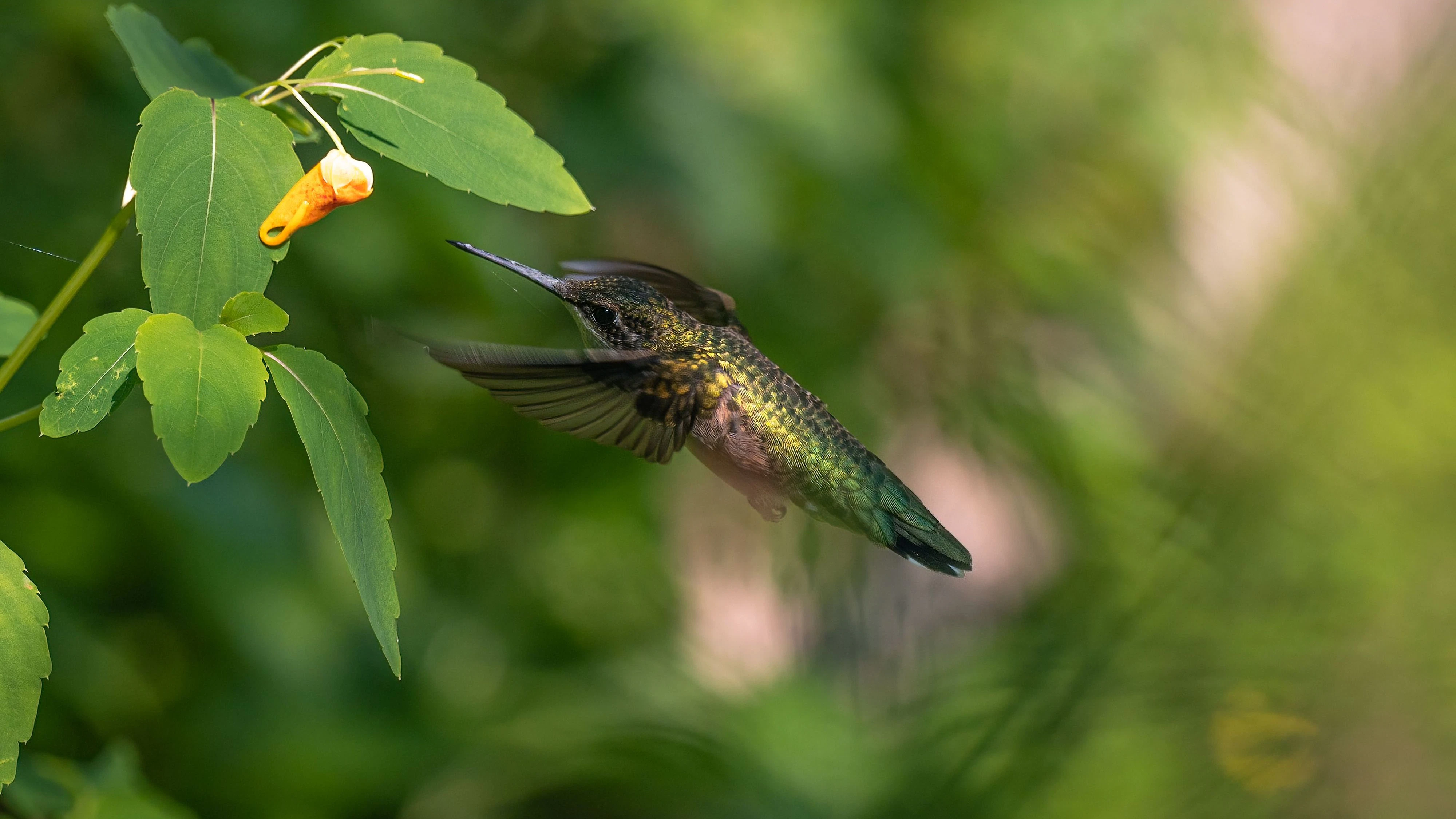 Der Kolibri ist in Österreich bisher (noch) nicht heimisch. 