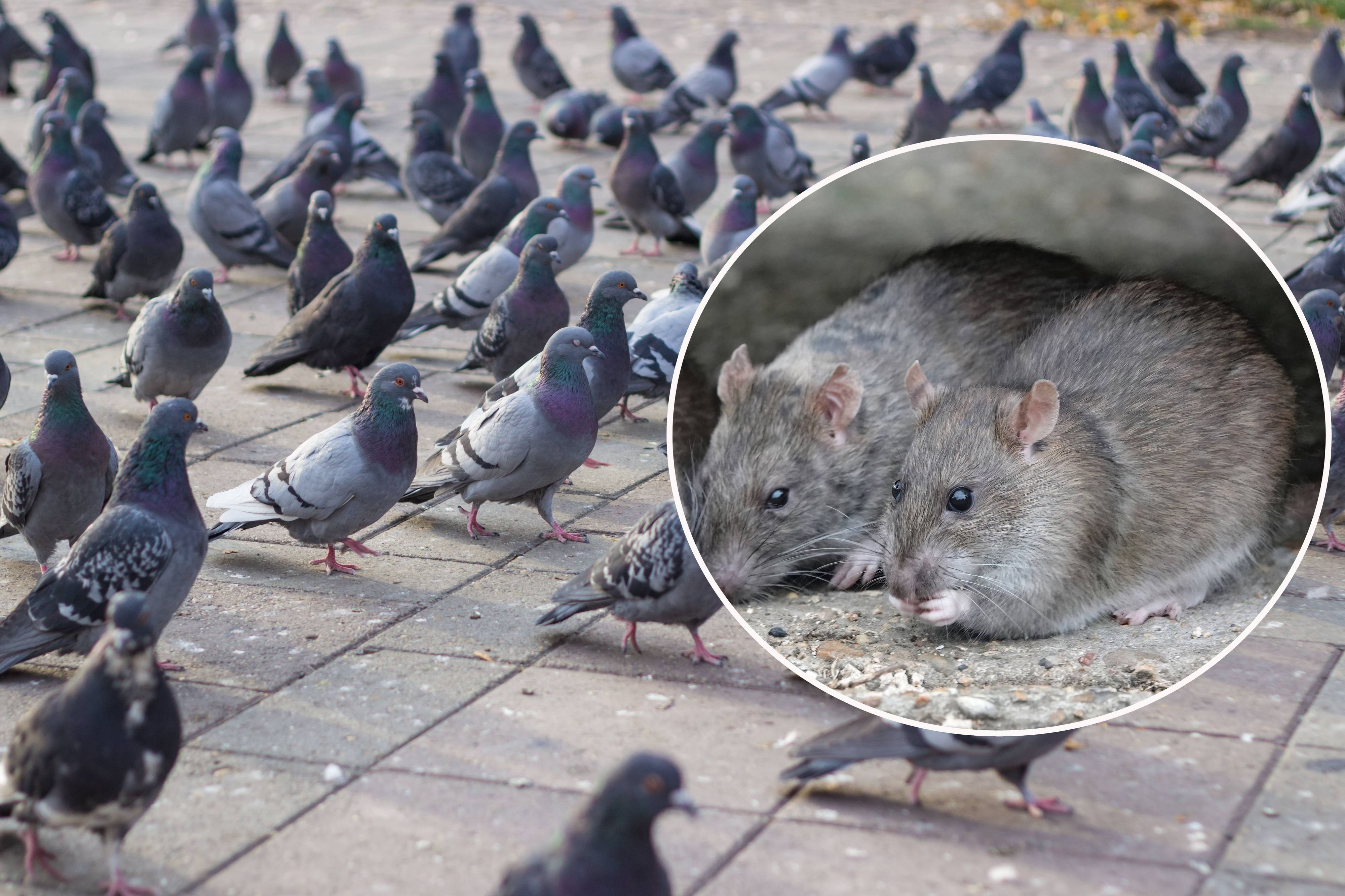 Das ausgestreute Taubenfutter lockt auch Ratten an.