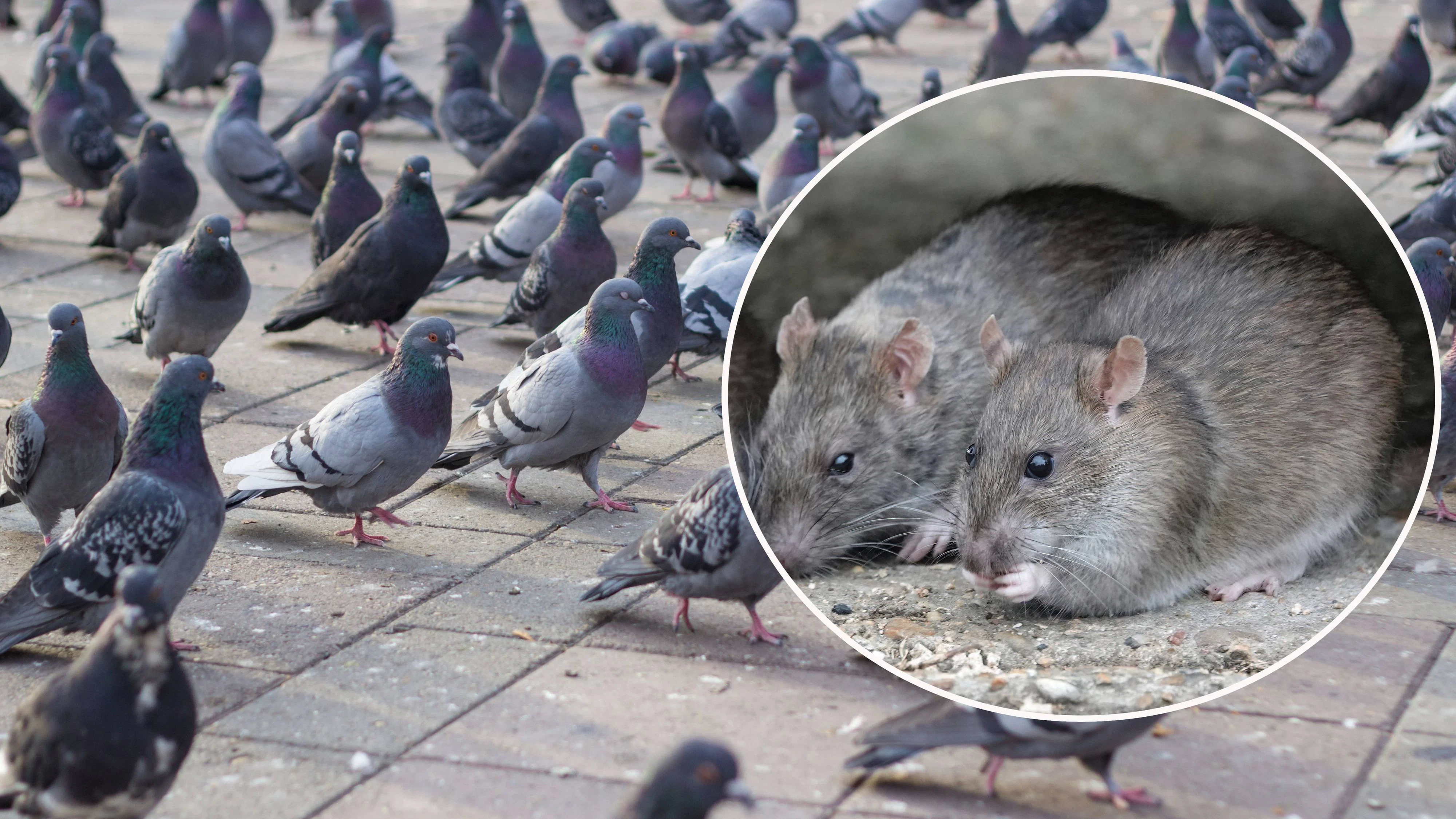 Ratten- und Taubenplage in Floridsdorf