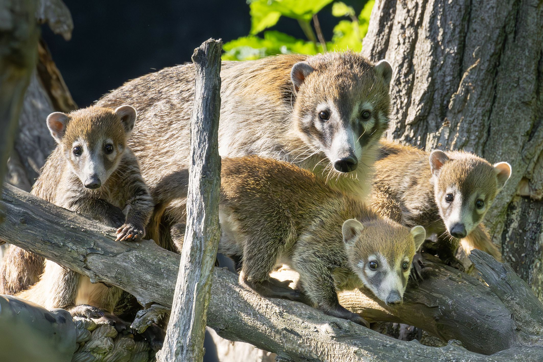 Die Nasenbär-Babys haben ihr sicheres Nest verlassen.