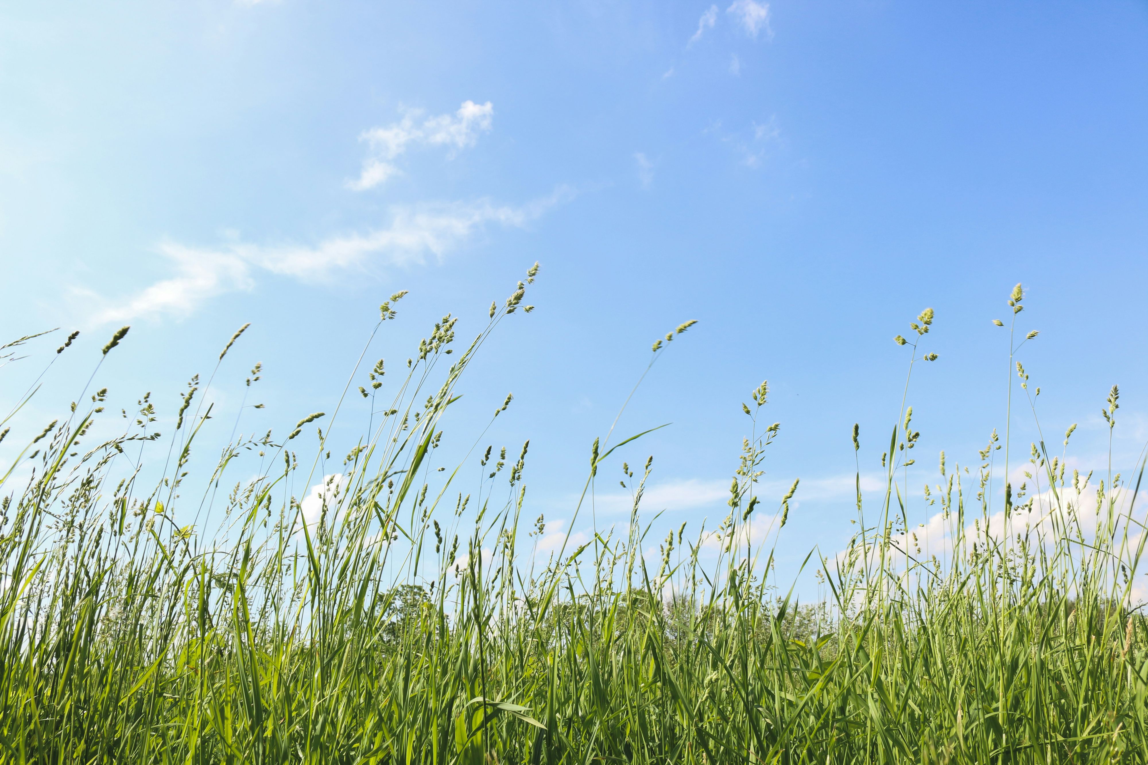 Gerade in der Pollen- und Gräsersaison werden Allergien oft mit einer Erkältung verwechselt.