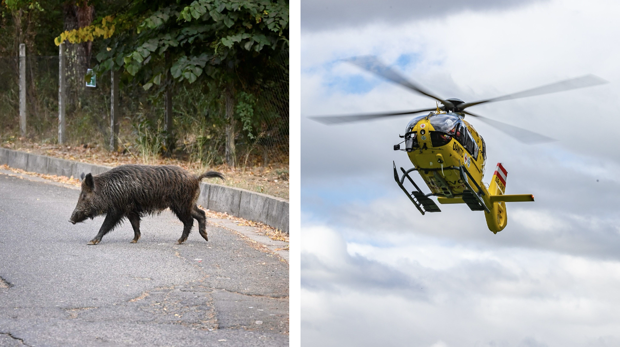 Wildschwein-Unfall führt zu Heli-Einsatz in Weißenkirchen in der Wachau (Bezirk Krems)