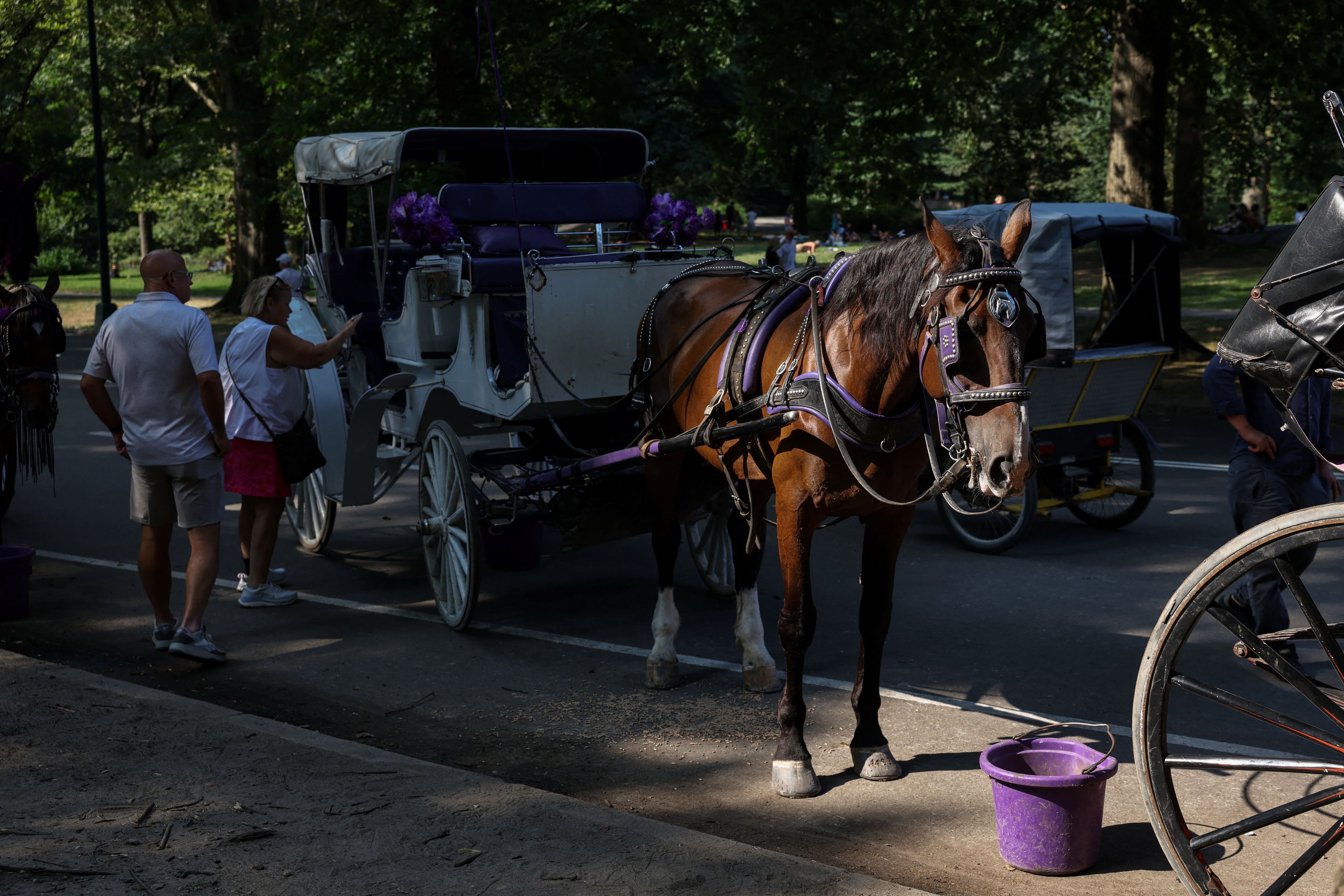 Die Pferdekutschen im Central Park sind eine beliebte Touristenattraktion.