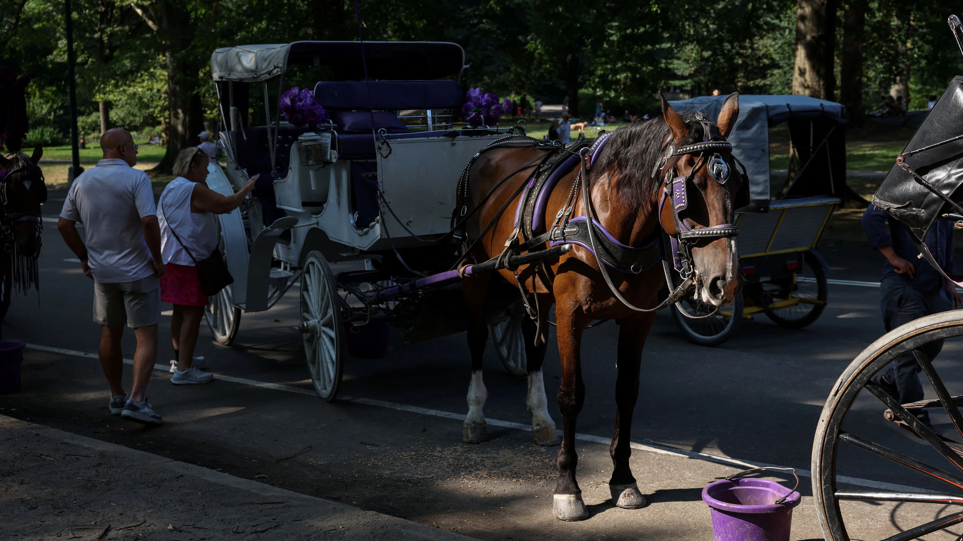 Die Pferdekutschen im Central Park sind eine beliebte Touristenattraktion.