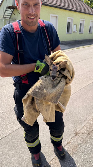 Rehkitz-Rettung in Schwadorf: Feuerwehr und Jäger befreien verirrtes Wildtier aus Garten und setzen es sicher in die Natur zurück.