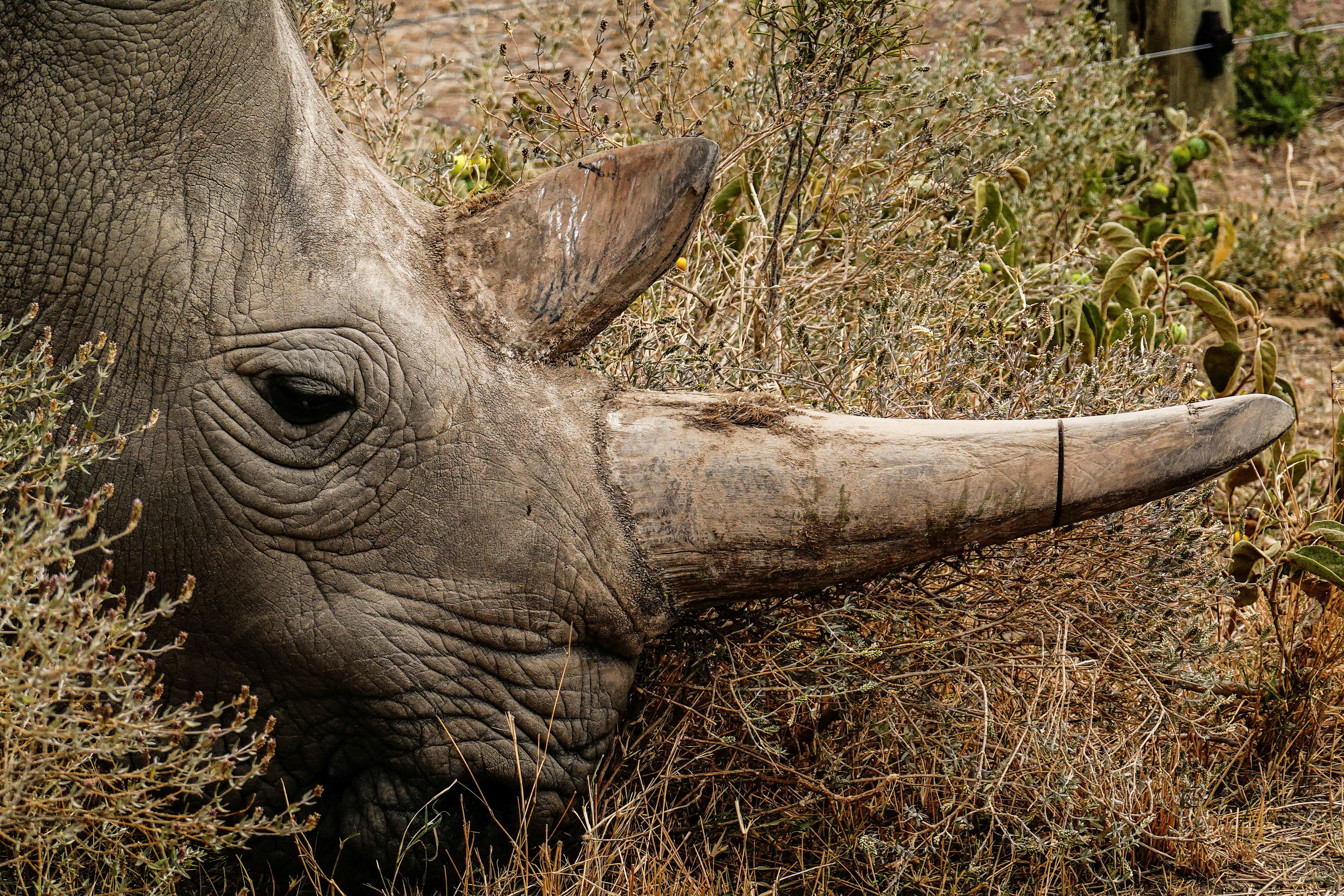 Mittlerweile gibt es vom Sumatra-Nashorn nur noch ein paar Dutzend Tiere.