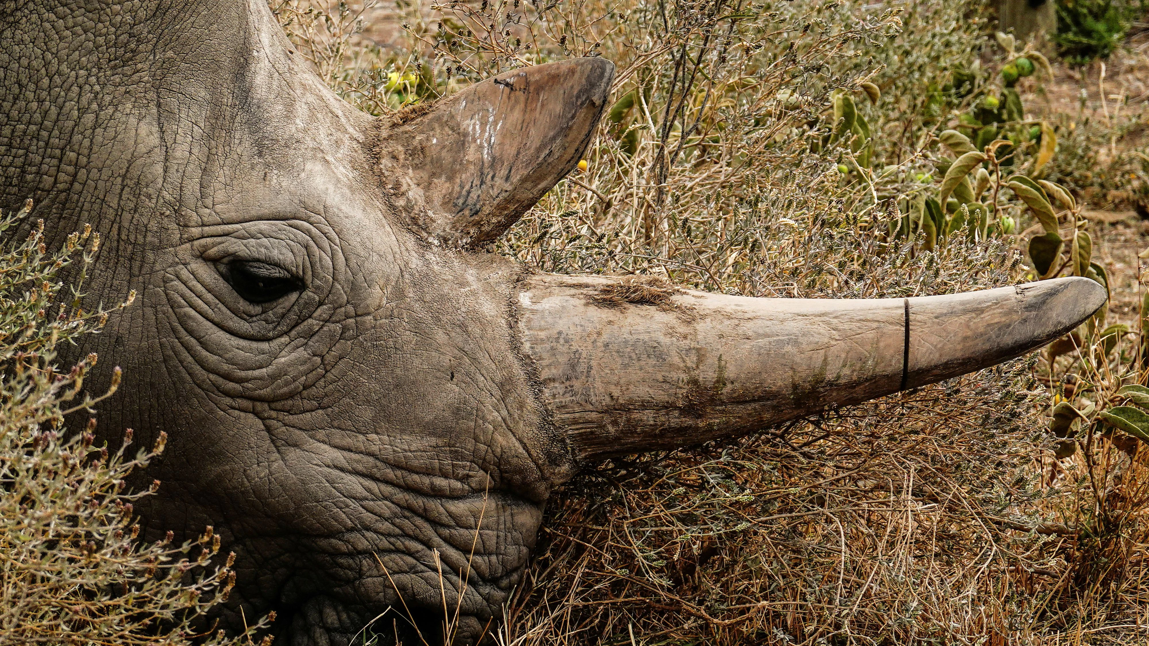 Mittlerweile gibt es vom Sumatra-Nashorn nur noch ein paar Dutzend Tiere.