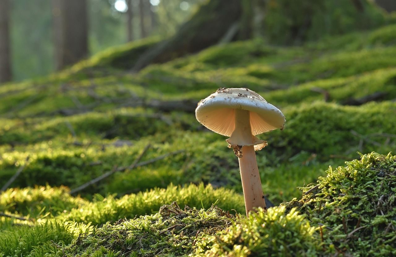 Perlpilze auf dem Waldboden