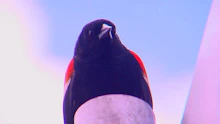 Aggressive Vögel attackieren Menschen