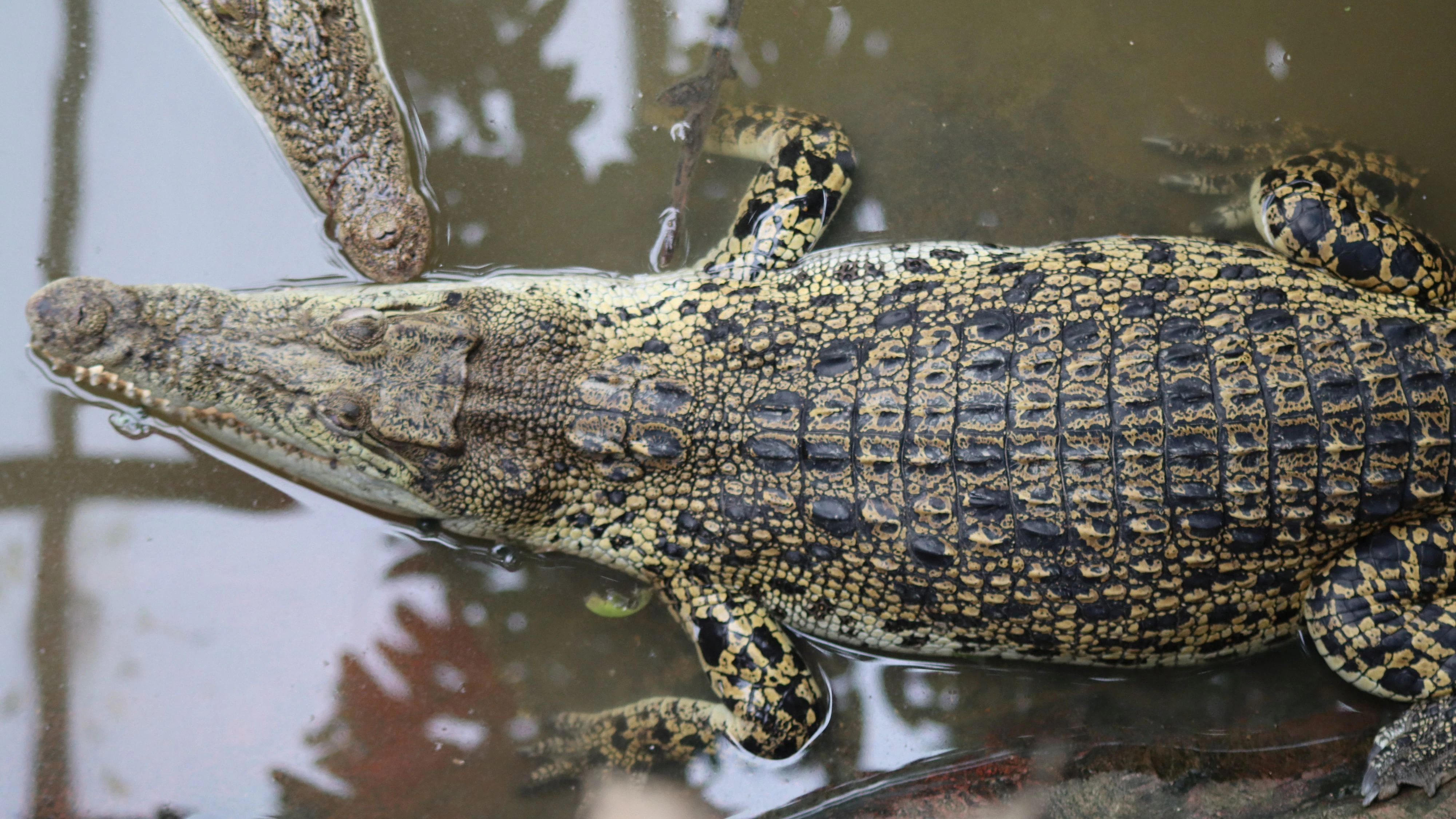 Crocodiles in an enclosure at Johnsons of Old Hurst, a farm and zoo in Old Hurst, Cambridgeshire, Britain, April 14, 2026, in this still image obtained from social media. Dorota "Dee" Trajdos/via REUTERS  THIS IMAGE HAS BEEN SUPPLIED BY A THIRD PARTY. MANDATORY CREDIT.  VERIFICATION: - Fence, netting, and rocks matched archive imagery of the zoo.  - Date verified by original file metadata.