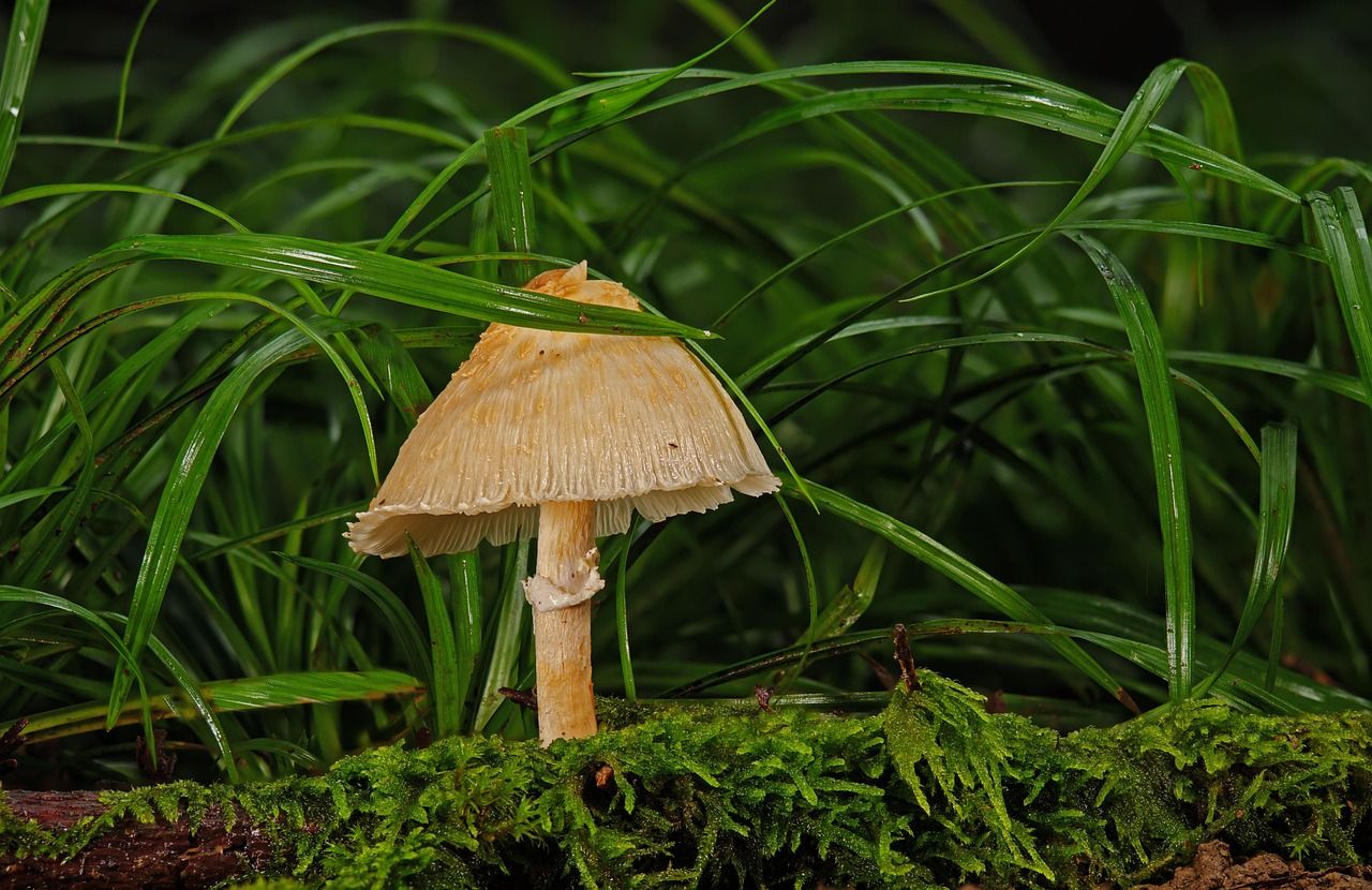 Heute.at - Neuer Pilz frisst Zombiepilz auf Borneo