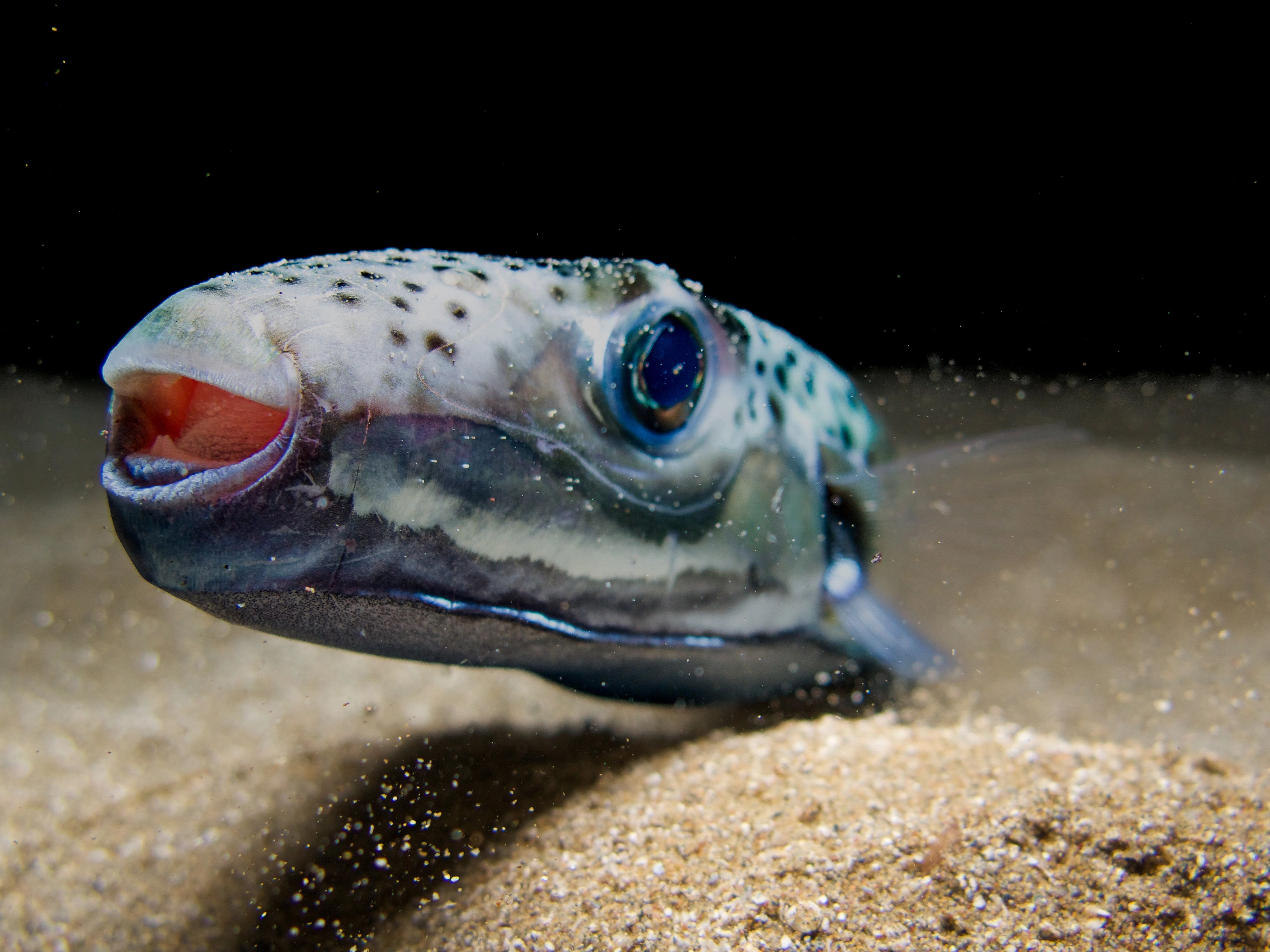 Der Hasenkopf-Kugelfisch (Lagocephalus sceleratus) ist eigentlich im Indischen und Pazifischen Ozean zuhause.