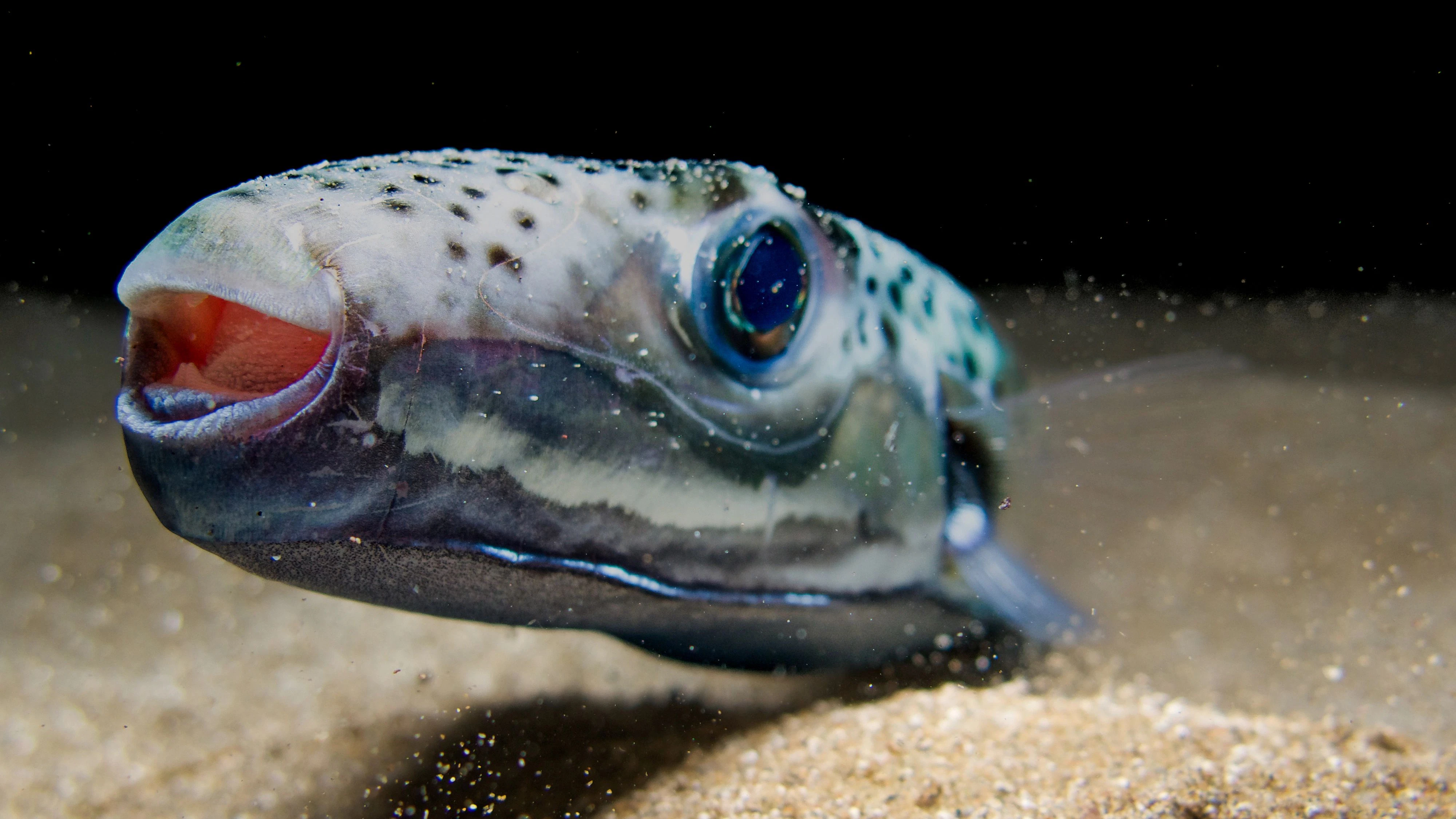 Silver-cheeked toadfish from the island of Cyprus