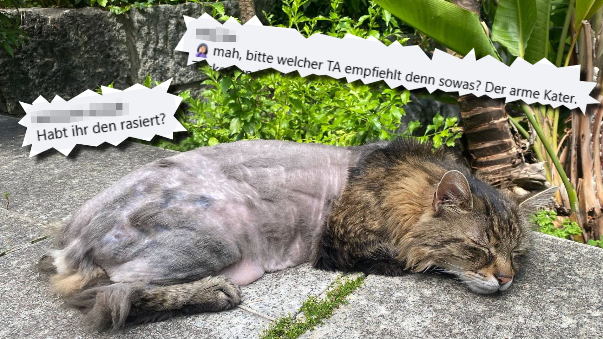 Kater 