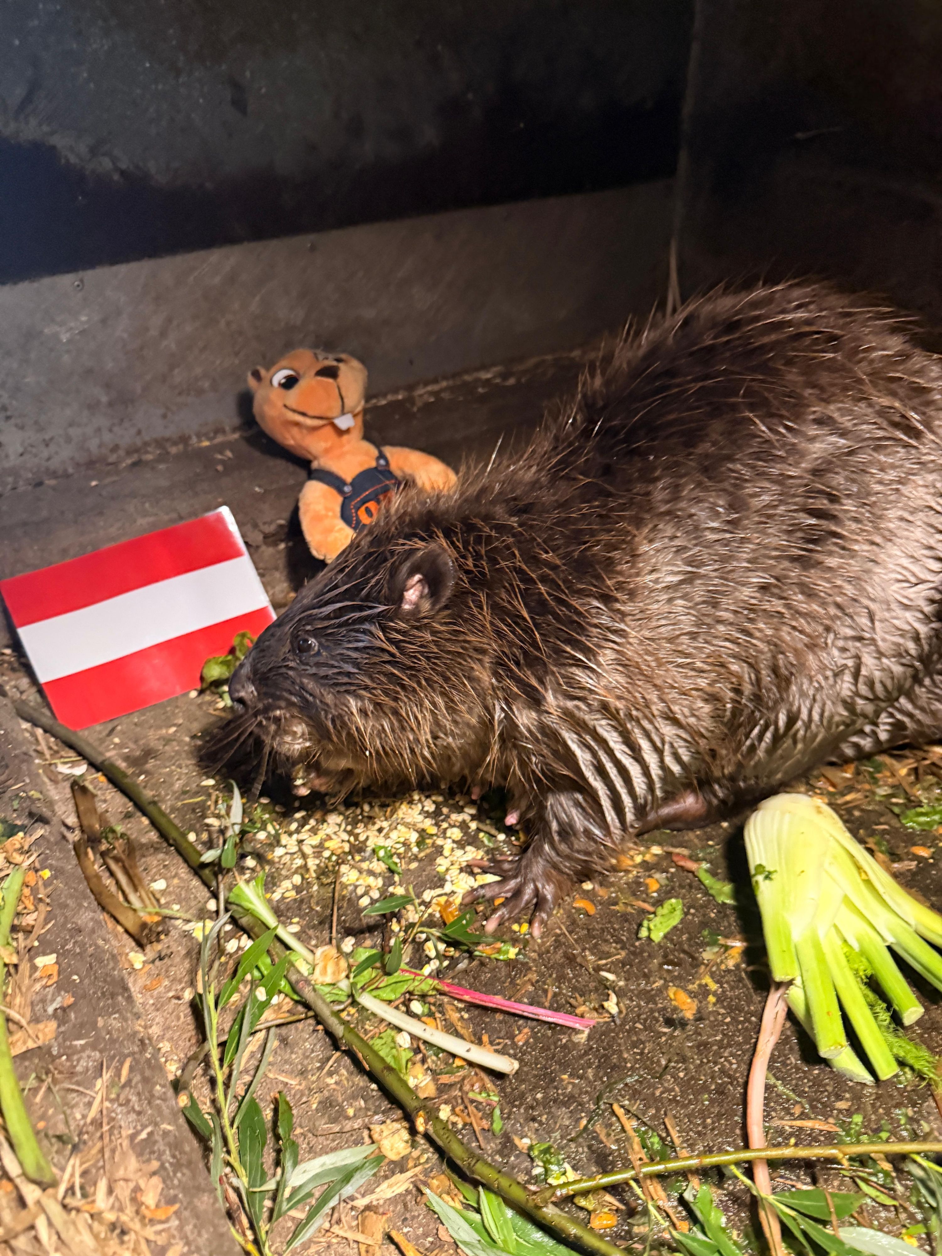 Im Alpenzoo Innsbruck trifft das Biber-Orakel die WM-Vorhersagen.