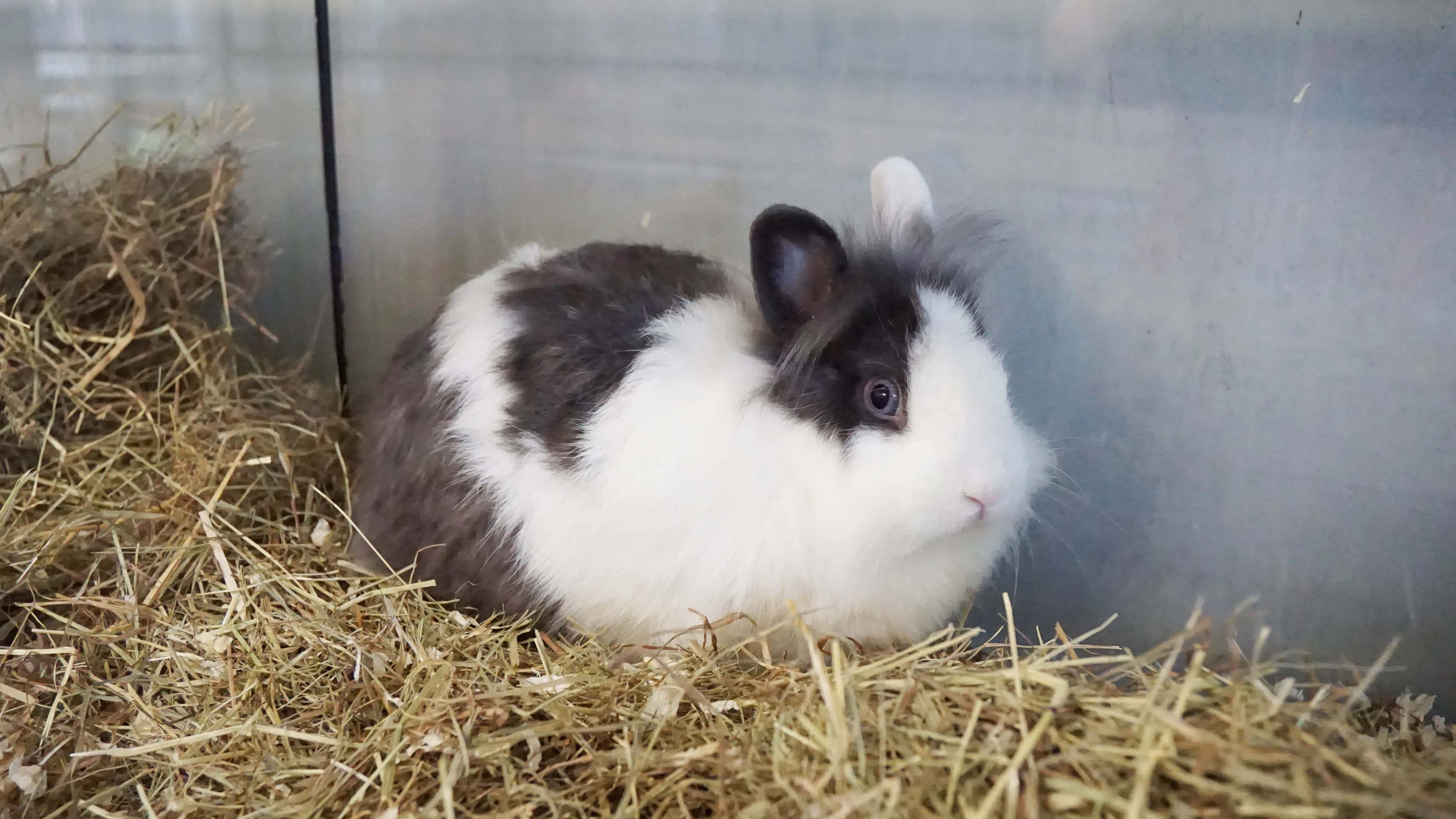 RENE: Das Kaninchen (1) kam nach dem Tod seines Halters mit mehreren Artgenossen ins TierQuarTier Wien und zeigt sich süß, neugierig und sozial. Er wünscht sich ein großzügiges, gut strukturiertes Gehege mit passenden Kaninchenfreunden und Menschen, die ihm mit Geduld und Fürsorge einen liebevollen Neuanfang schenken.