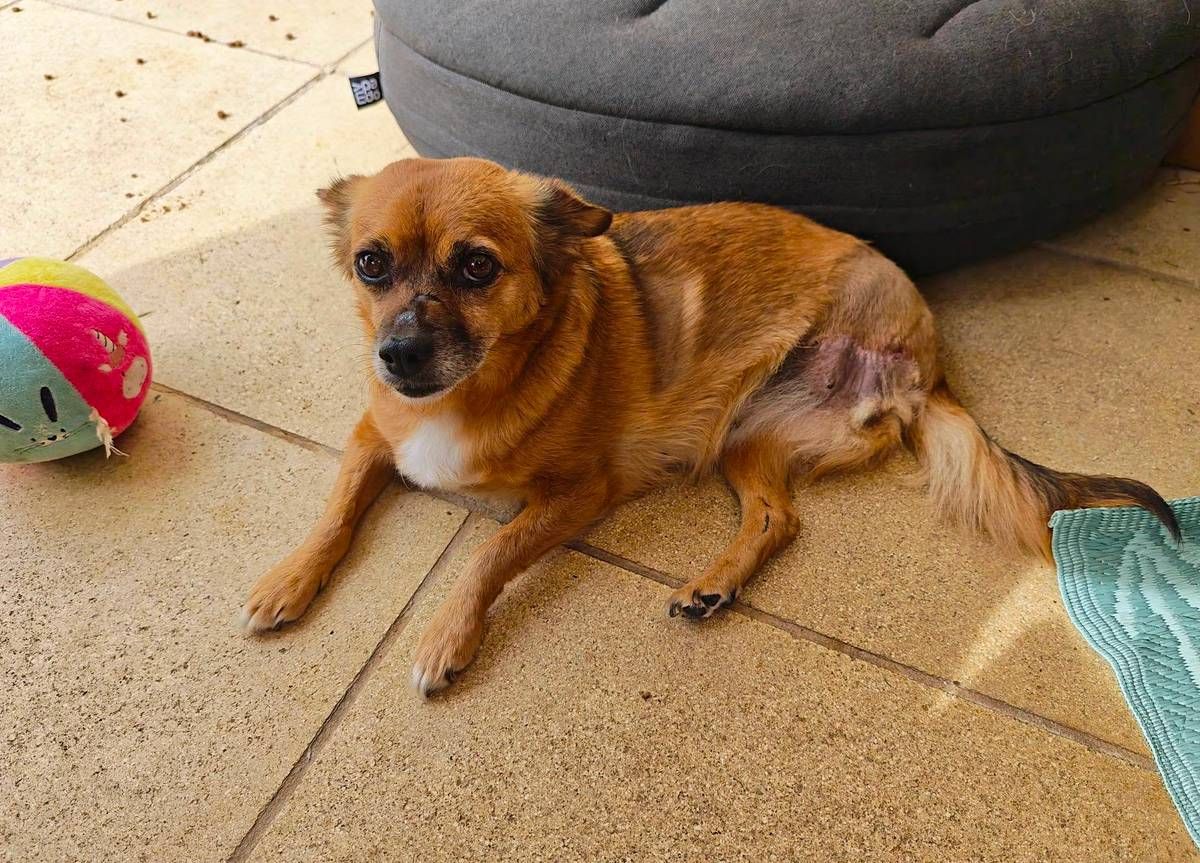 Heute.at - Bein nach Unfall verloren – Rosie sucht neues Herrchen