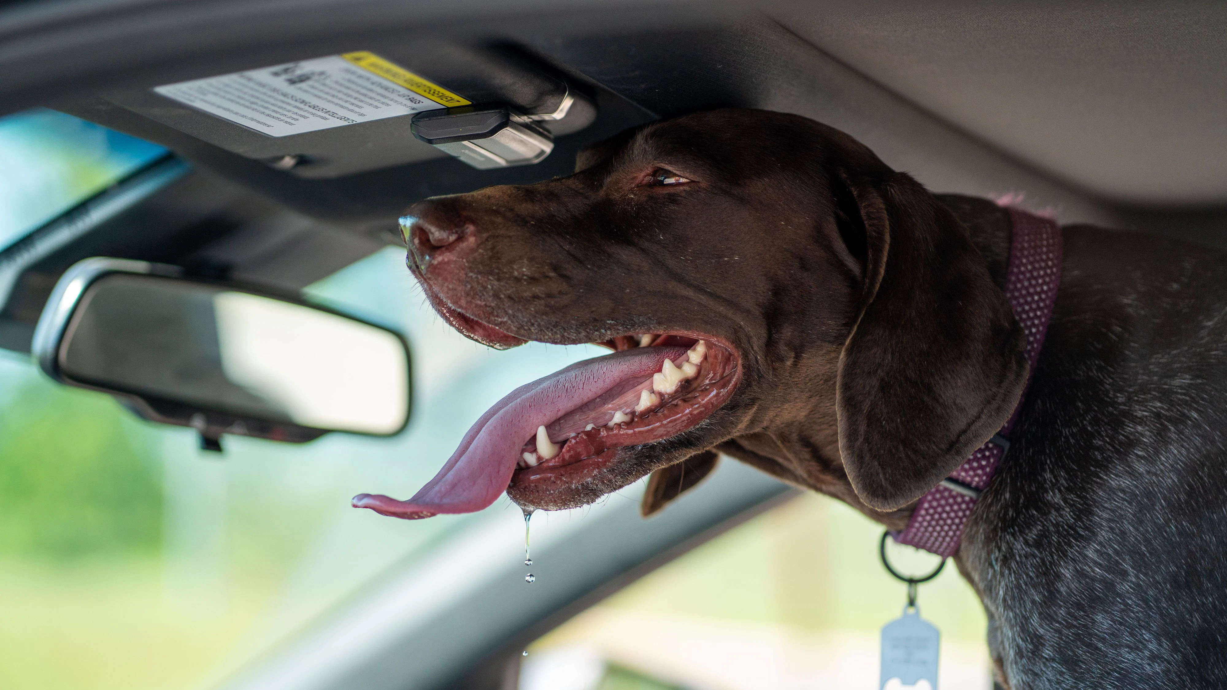 Kinder und Tiere dürfen an heißen Tagen niemals alleine im Auto zurückgelassen werden – auch nicht für wenige Minuten.