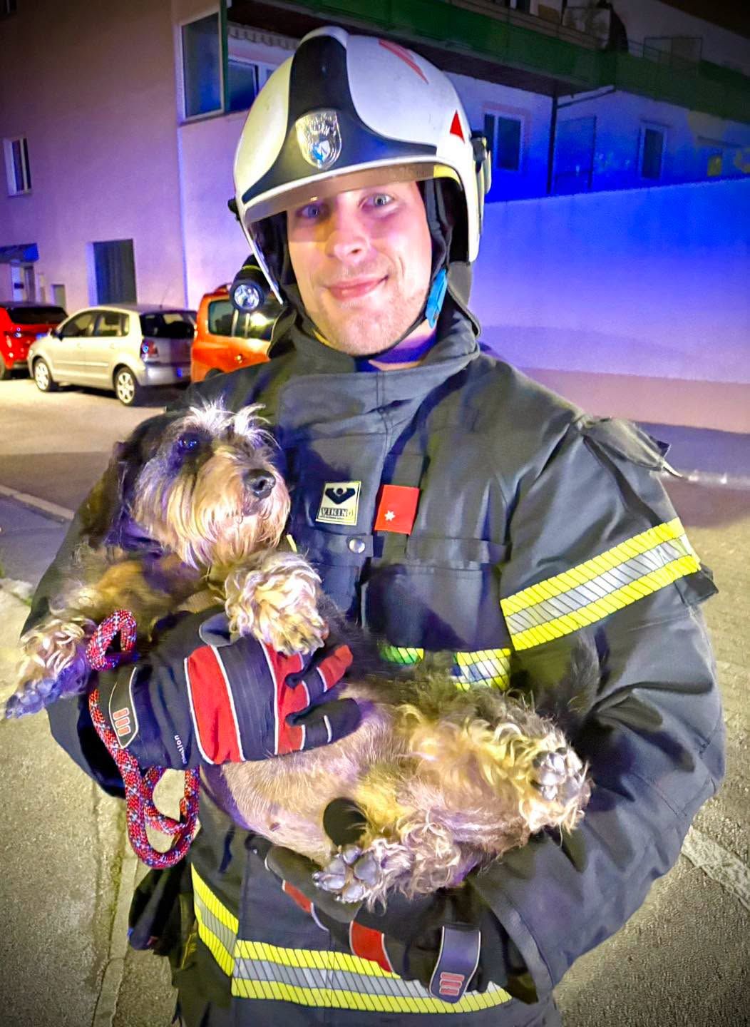 Heute.at - Hund irrt durch Wiener Neudorf – Feuerwehr rückt aus
