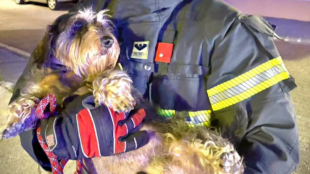 Der Wuffi wurde von Feuerwehrleuten eingefangen und gerettet.