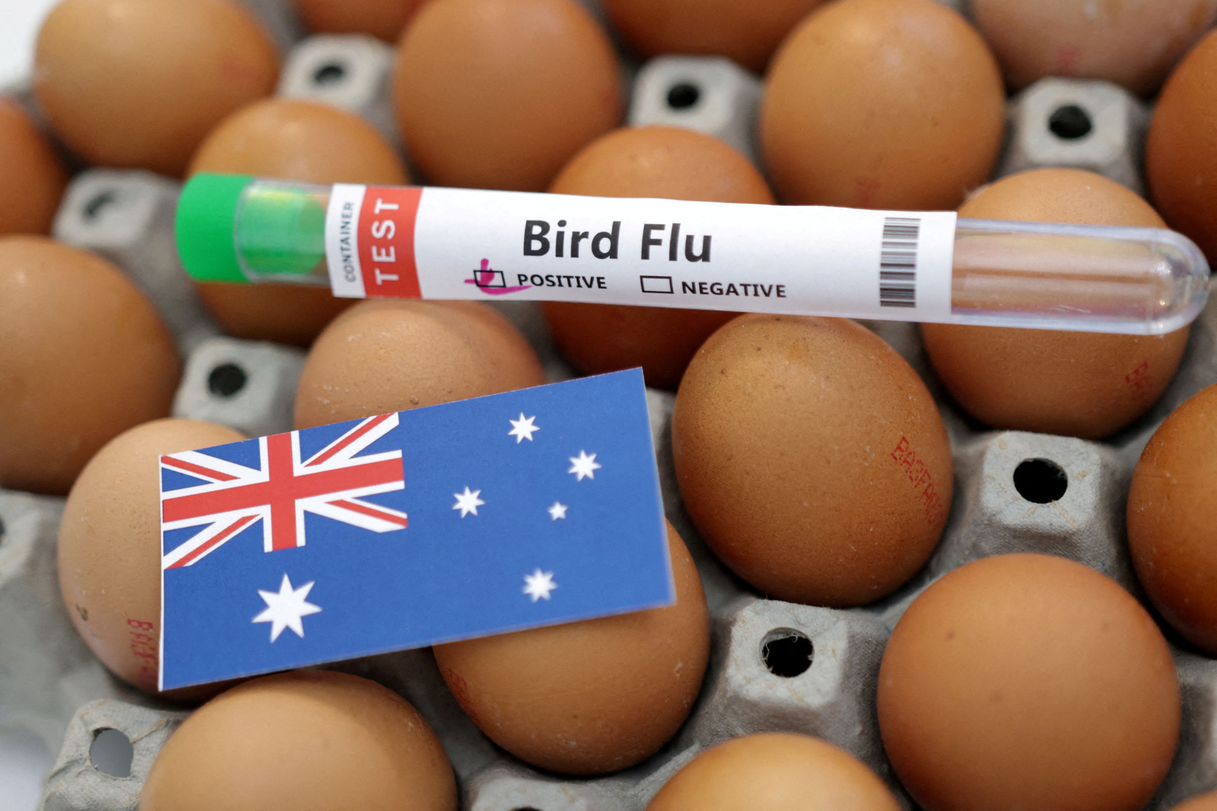 Vogelgrippeausbruch nun auch in Australien