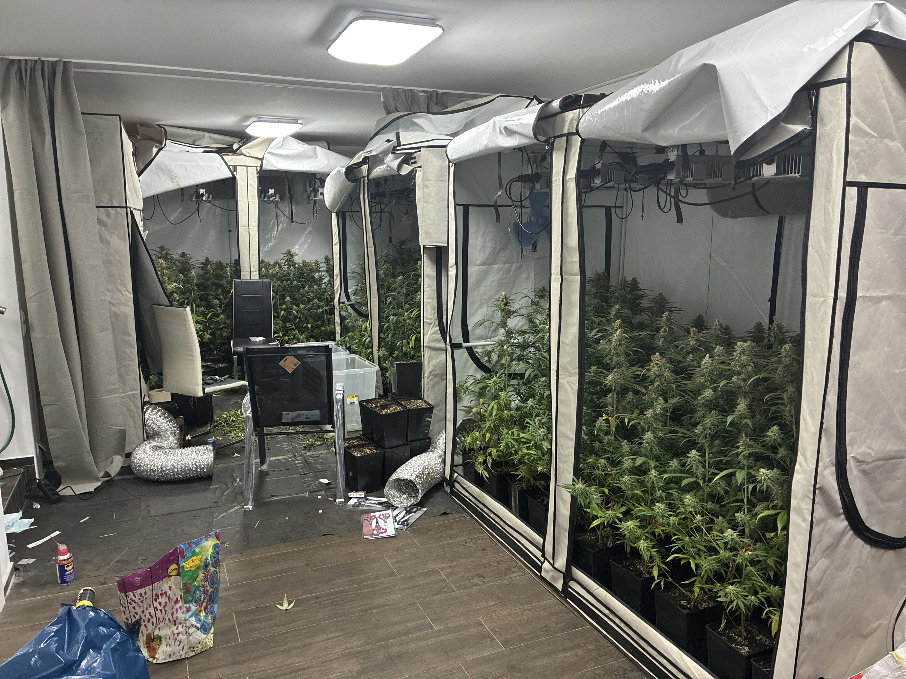 Die Polizei fanden 320 Cannabis-Pflanzen in Strasshof an der Nordbahn.