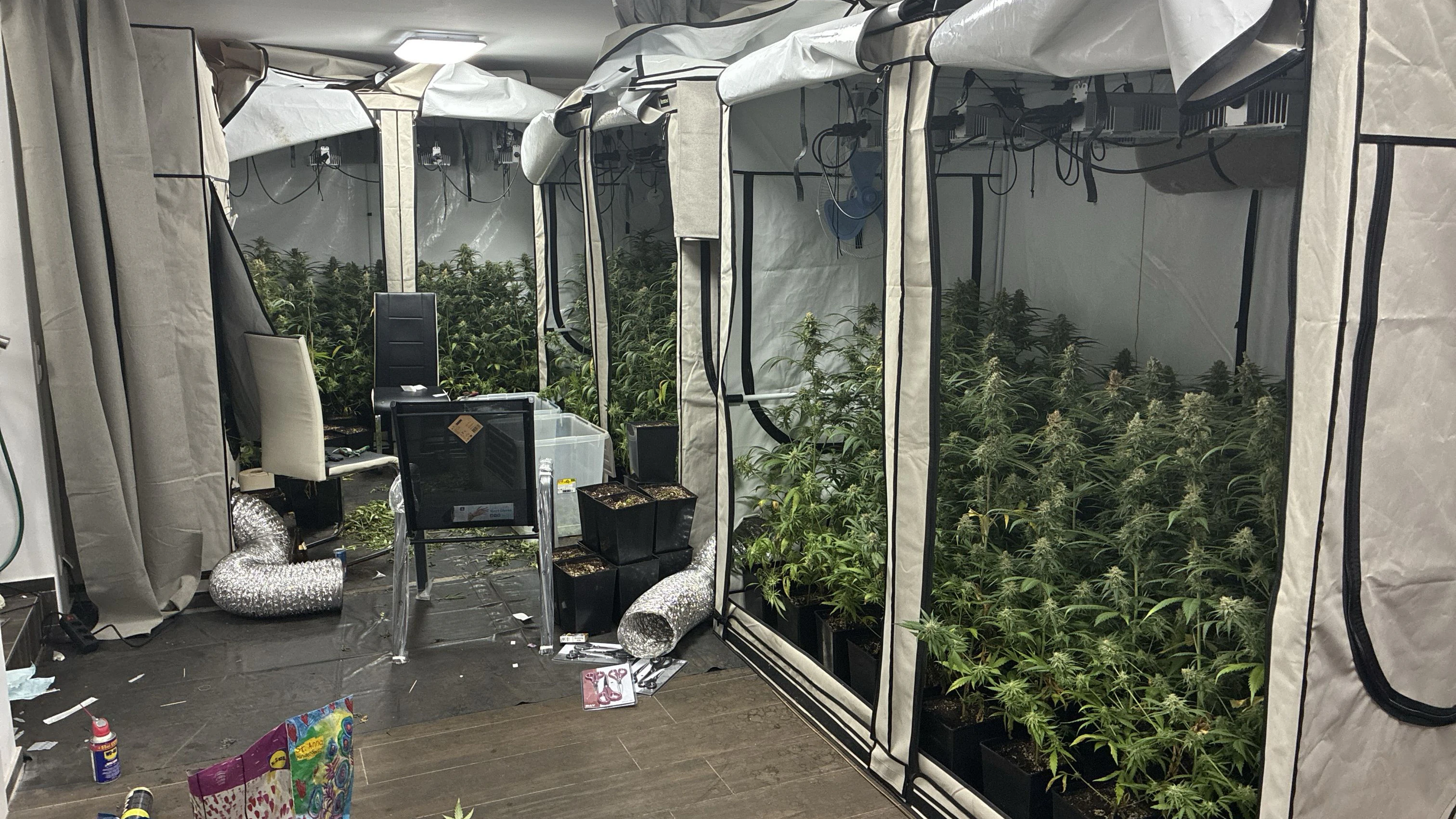 Die Polizei fanden 320 Cannabis-Pflanzen in Strasshof an der Nordbahn.