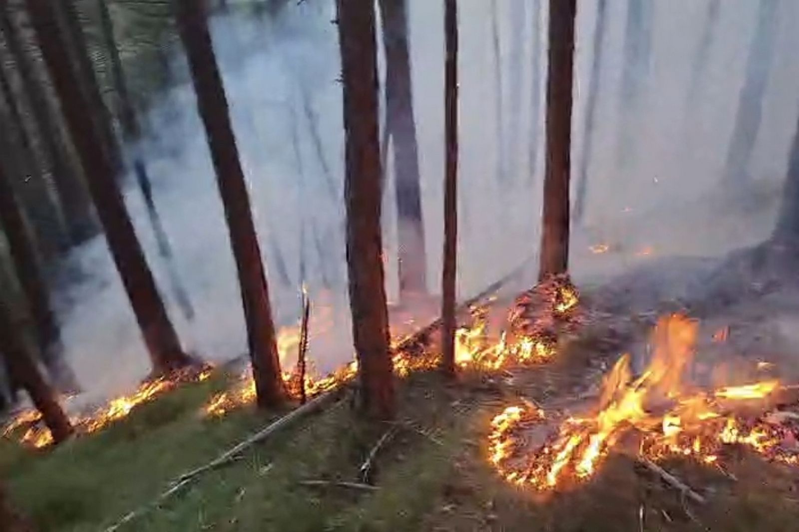 Am Montagabend wurden mehrere Feuerwehren zu einem Waldbrand alarmiert.
