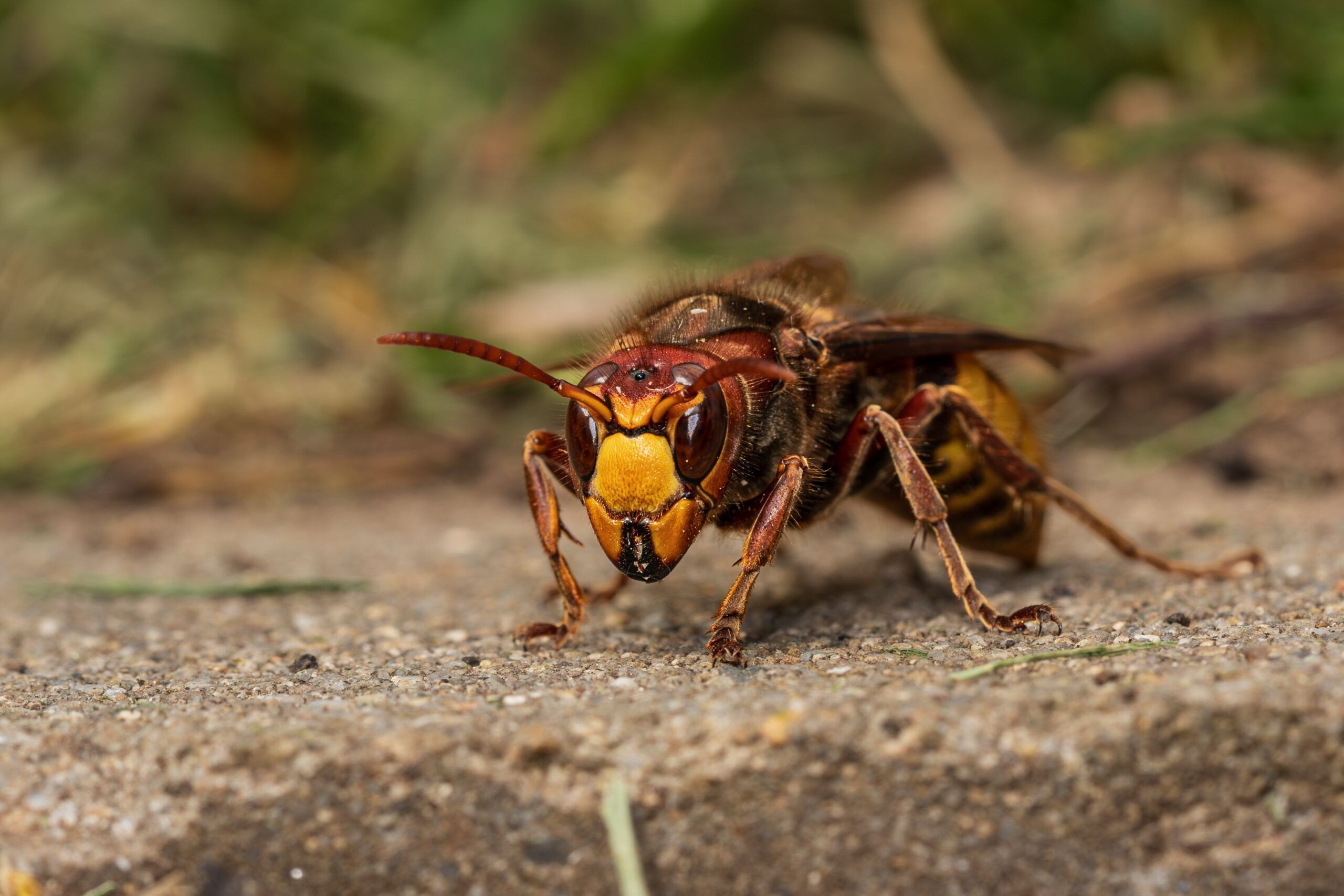 Die Hornisse ist eigentlich absolut friedfertig und steht unter strengem Naturschutz.
