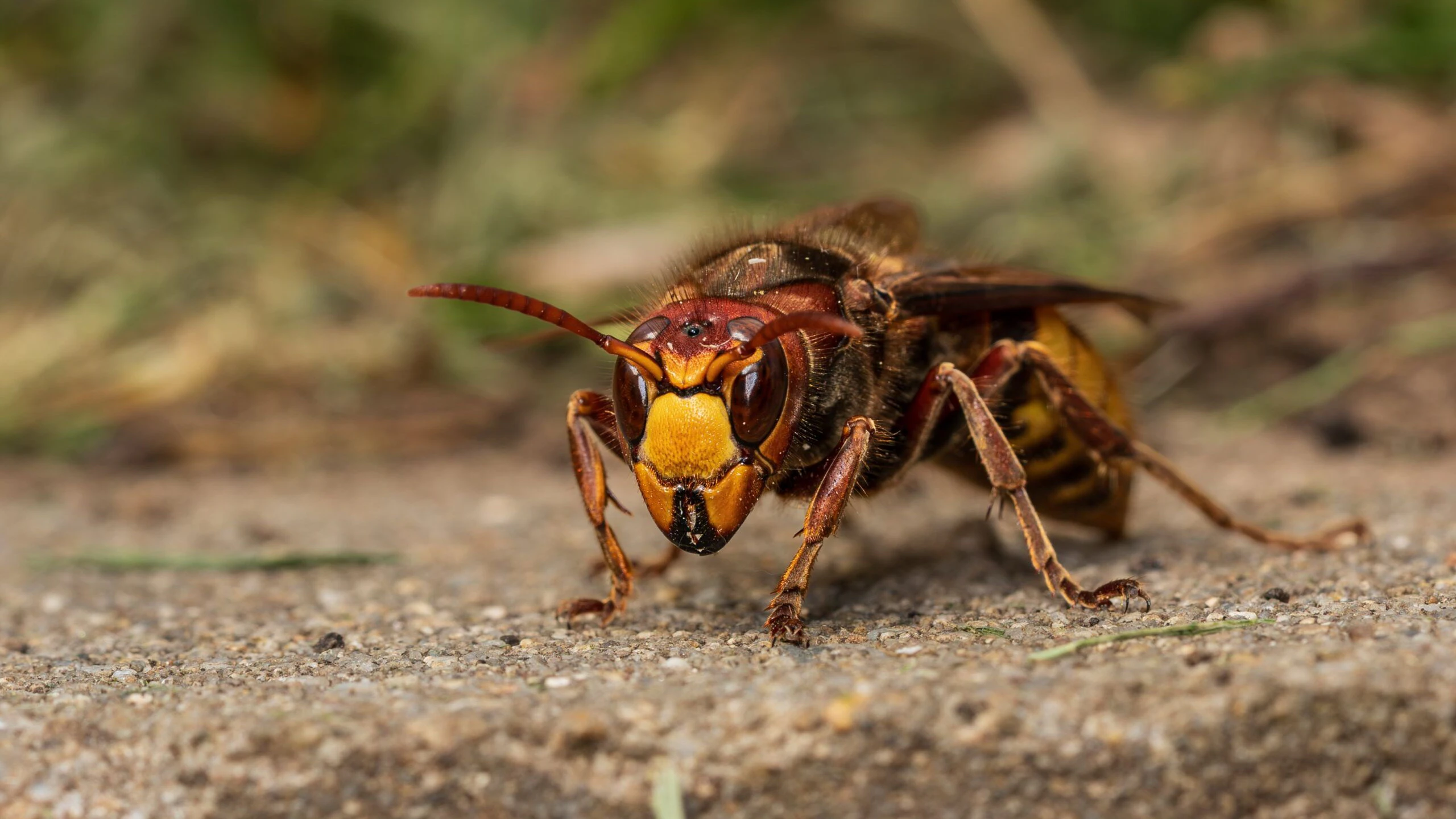 Die Hornisse ist absolut friedfertig und steht unter strengem Naturschutz. 