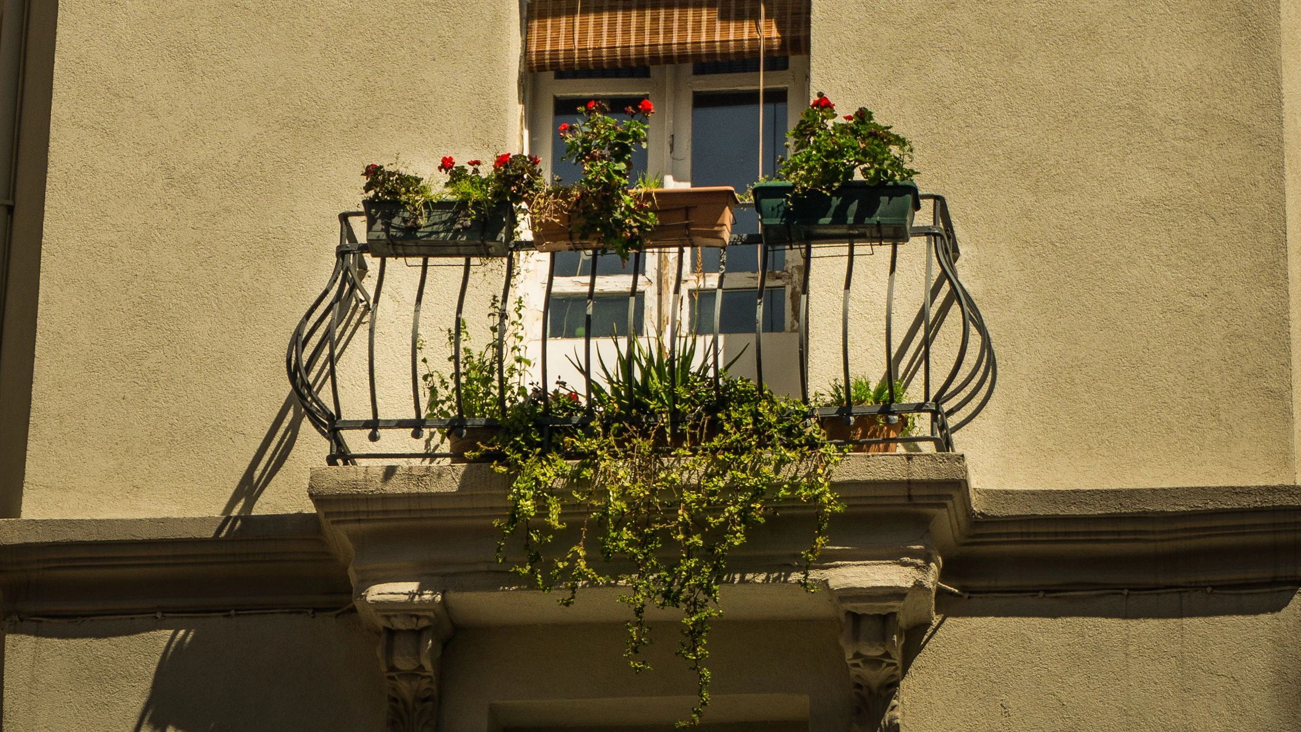 Balkonpflanzen