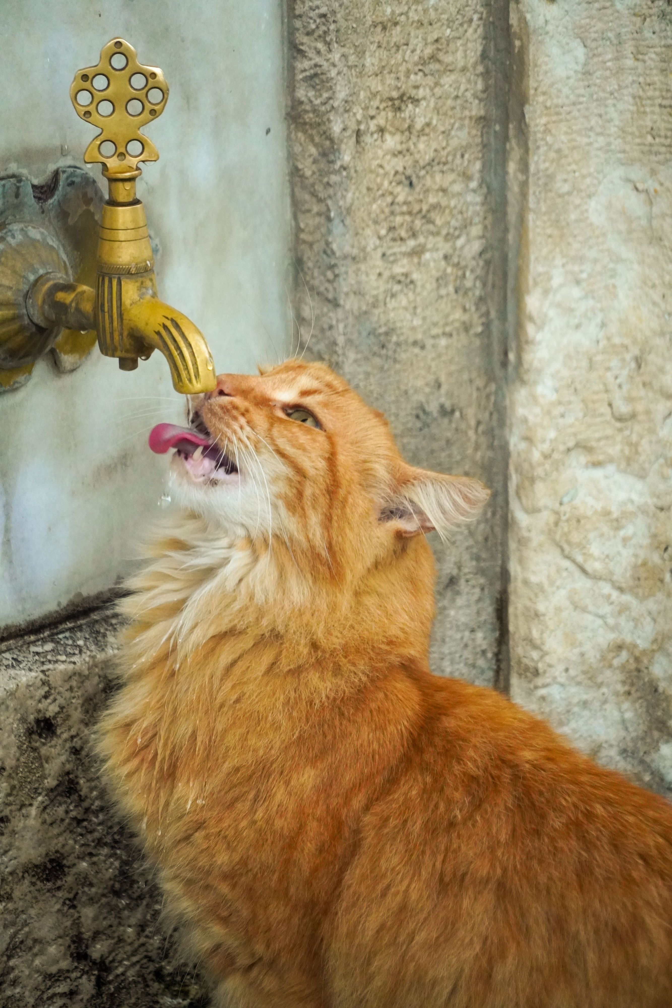 Auch wenn die Katze Flüssigkeit mit ihrem Nassfutter aufnimmt, so reicht dies meist nicht.