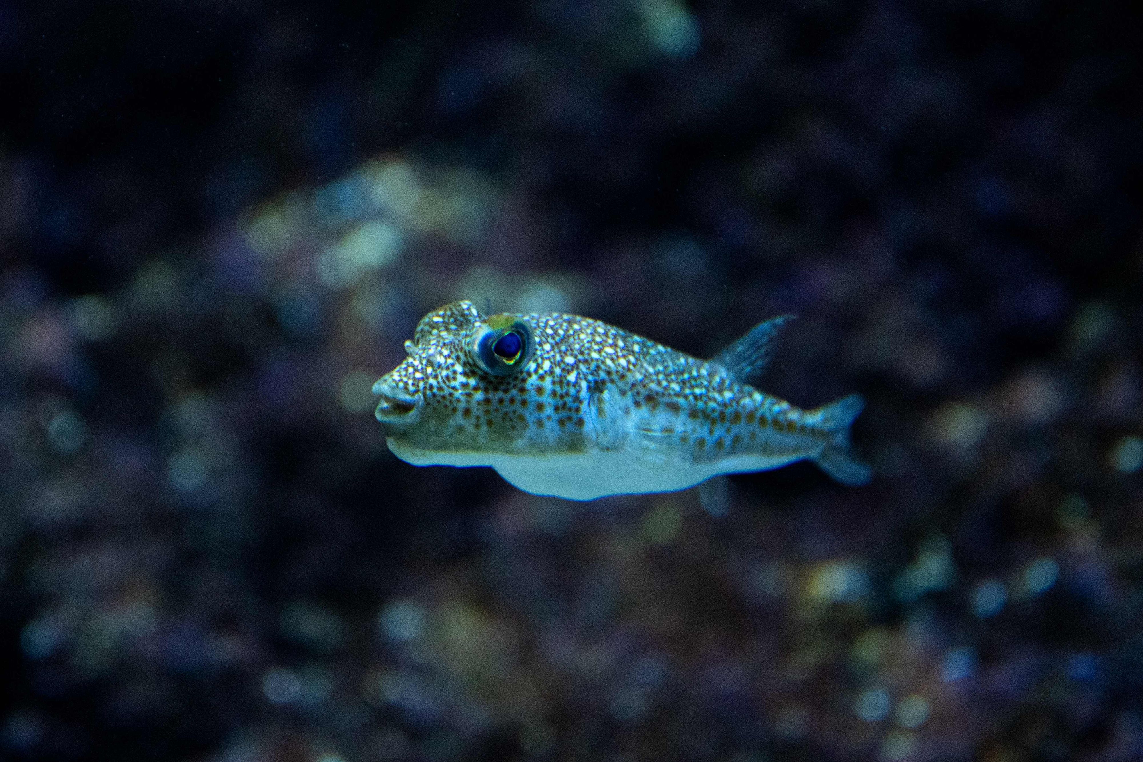 Hasenkopf-Kugelfisch taucht oft auch in flachen Badezonen auf.